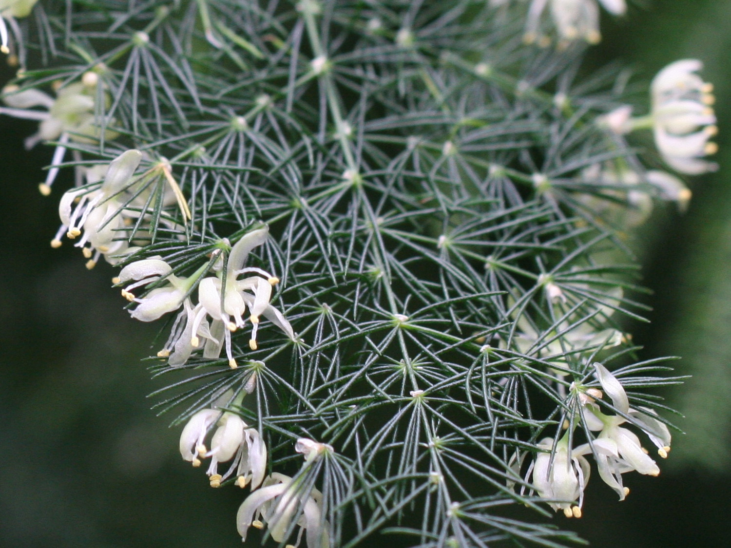 asparagus_plumosus4md