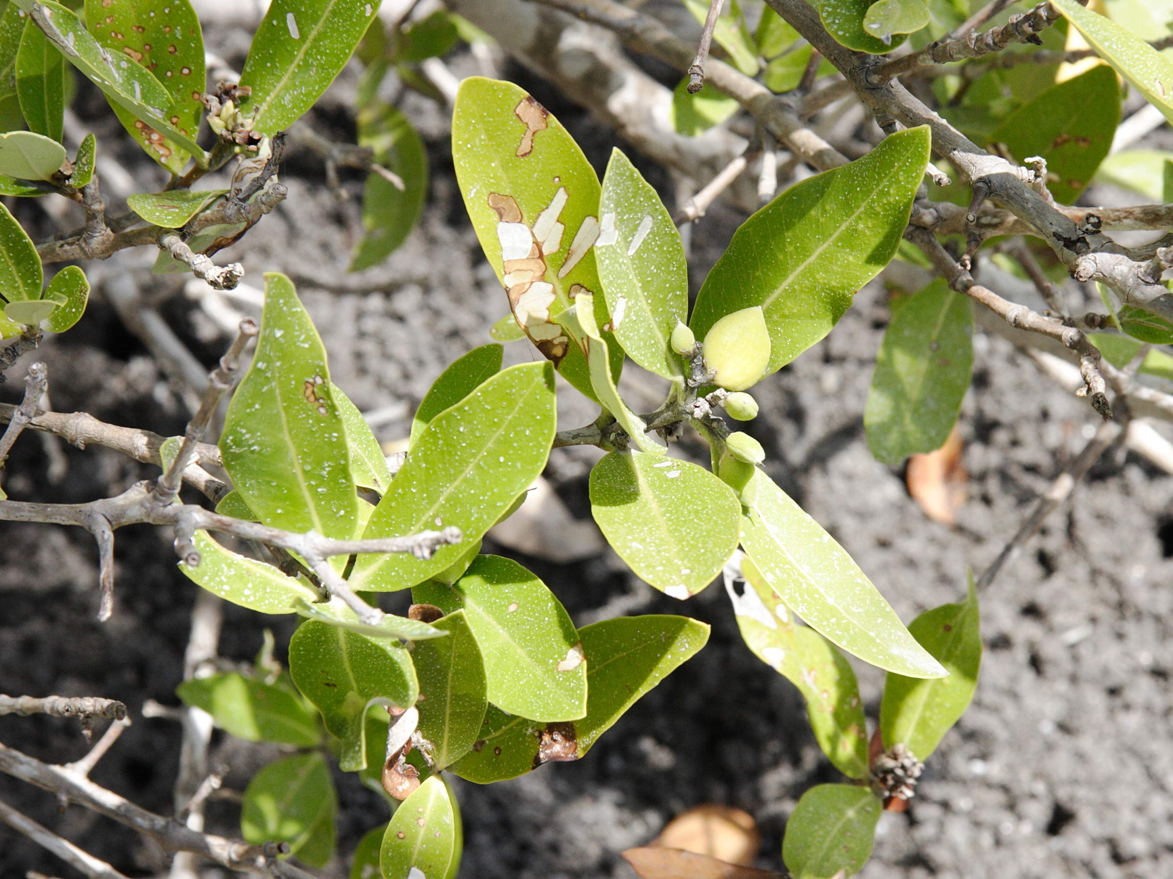 avicennia_germinans5md