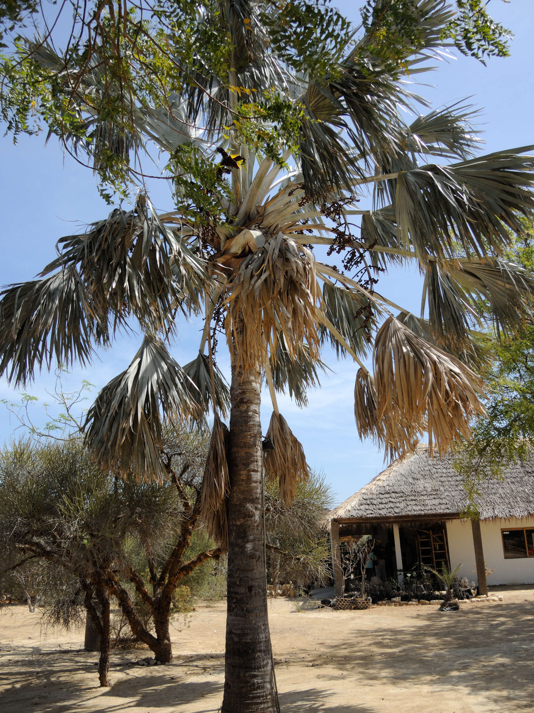 bismarckia_nobilis1bmd