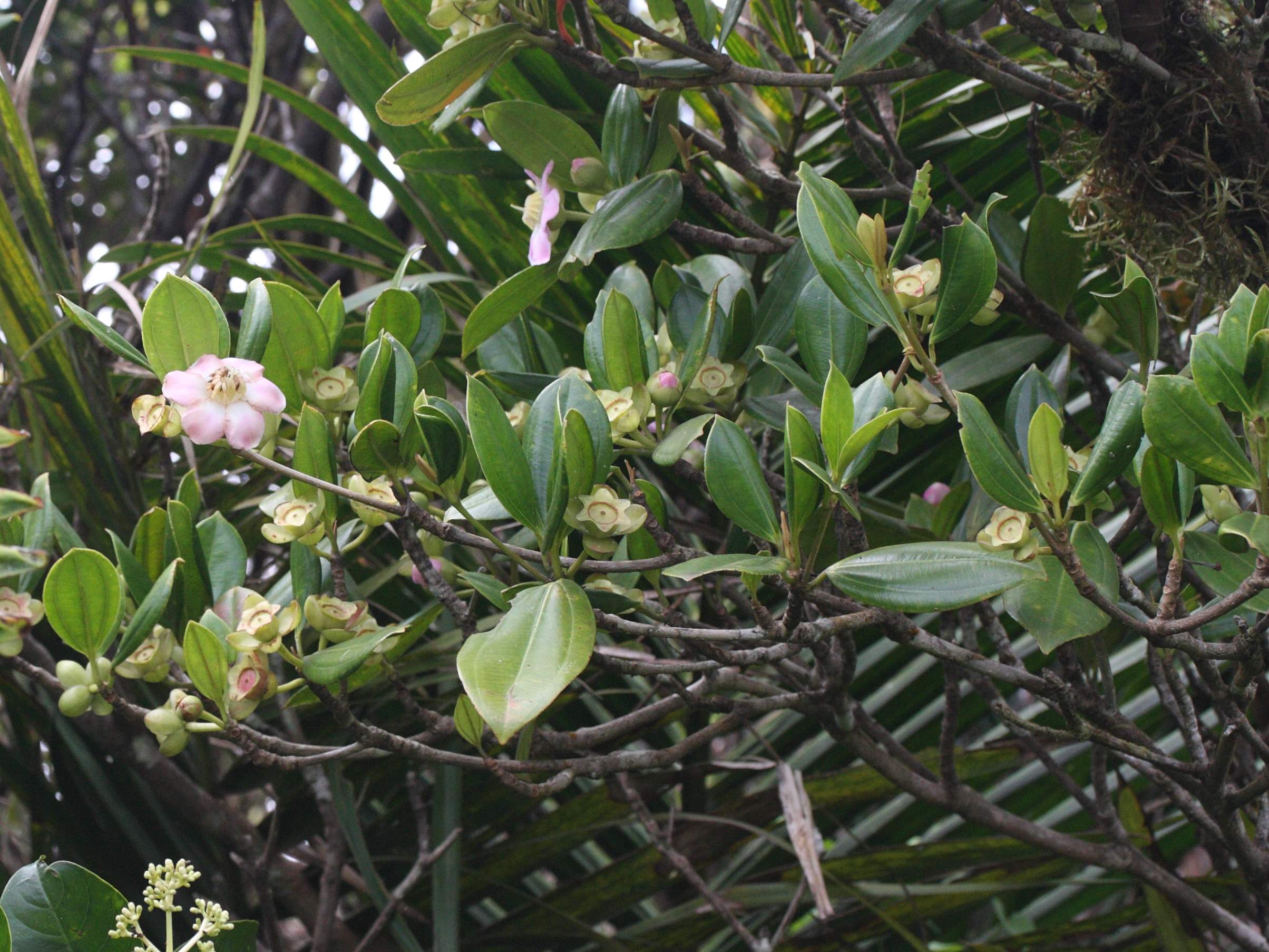 Afficher le média blakea_pulverulenta1md blakea_pulverulenta1md