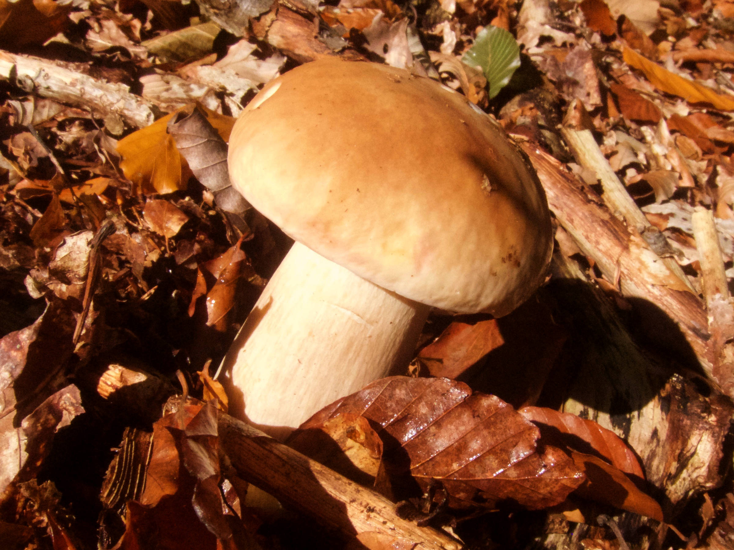 boletus_edulis5bd