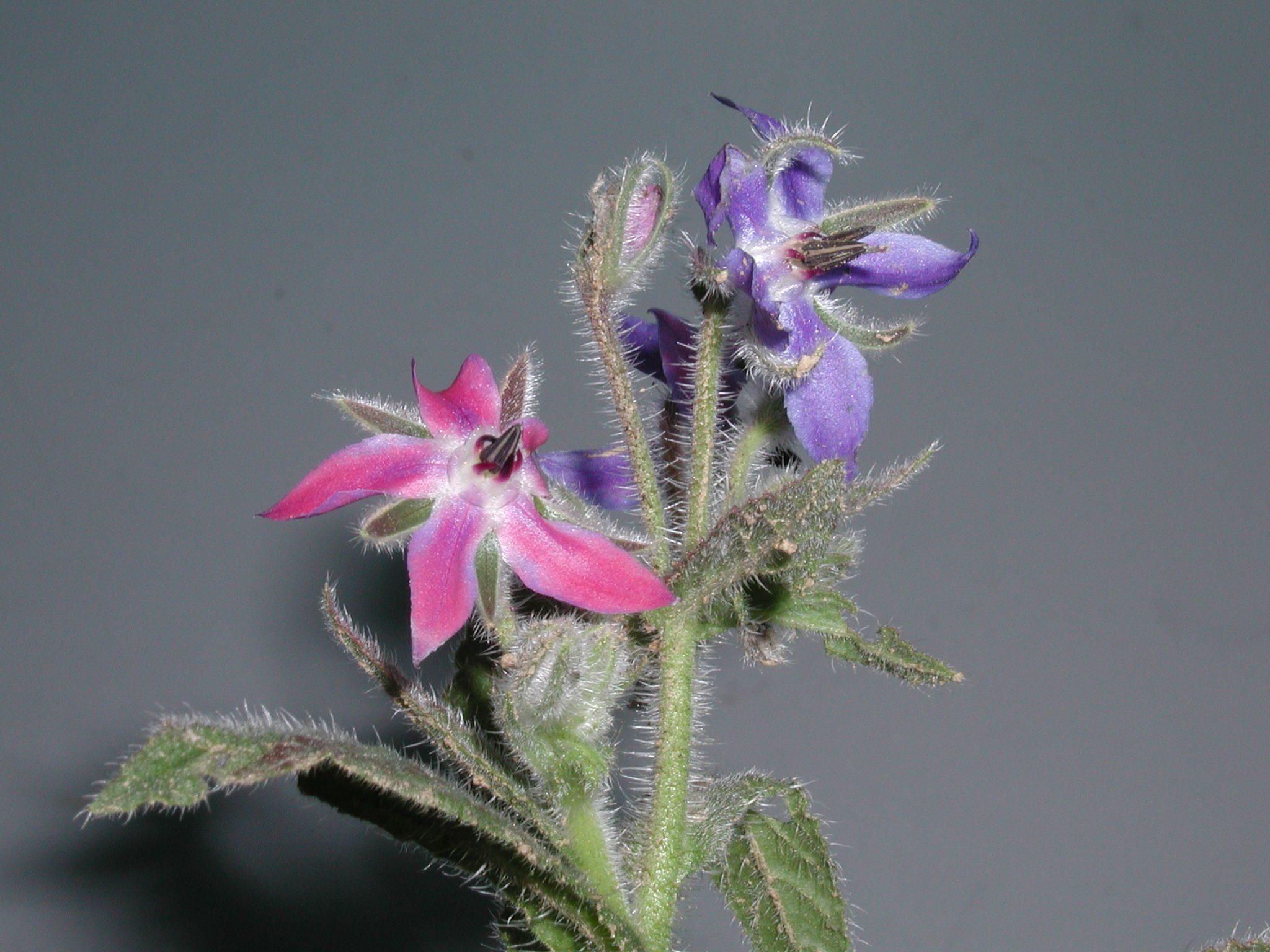 borago_officinalis3md