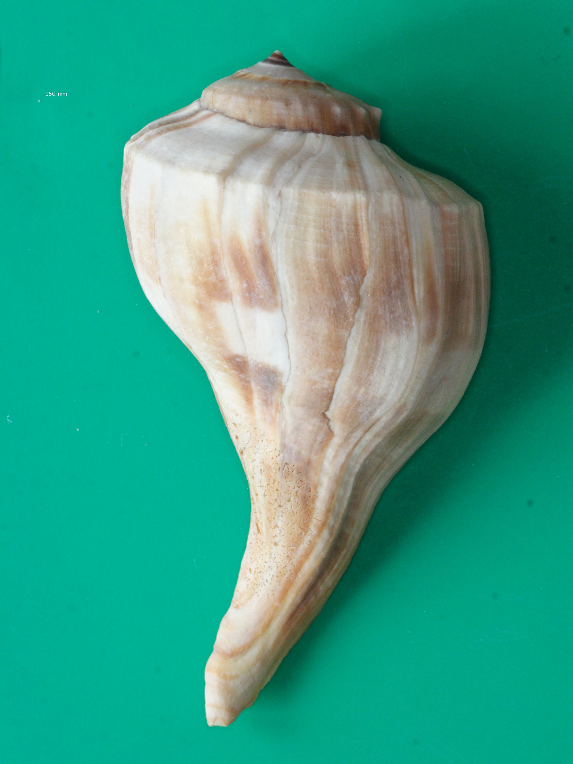 busycon_sinistrum1md