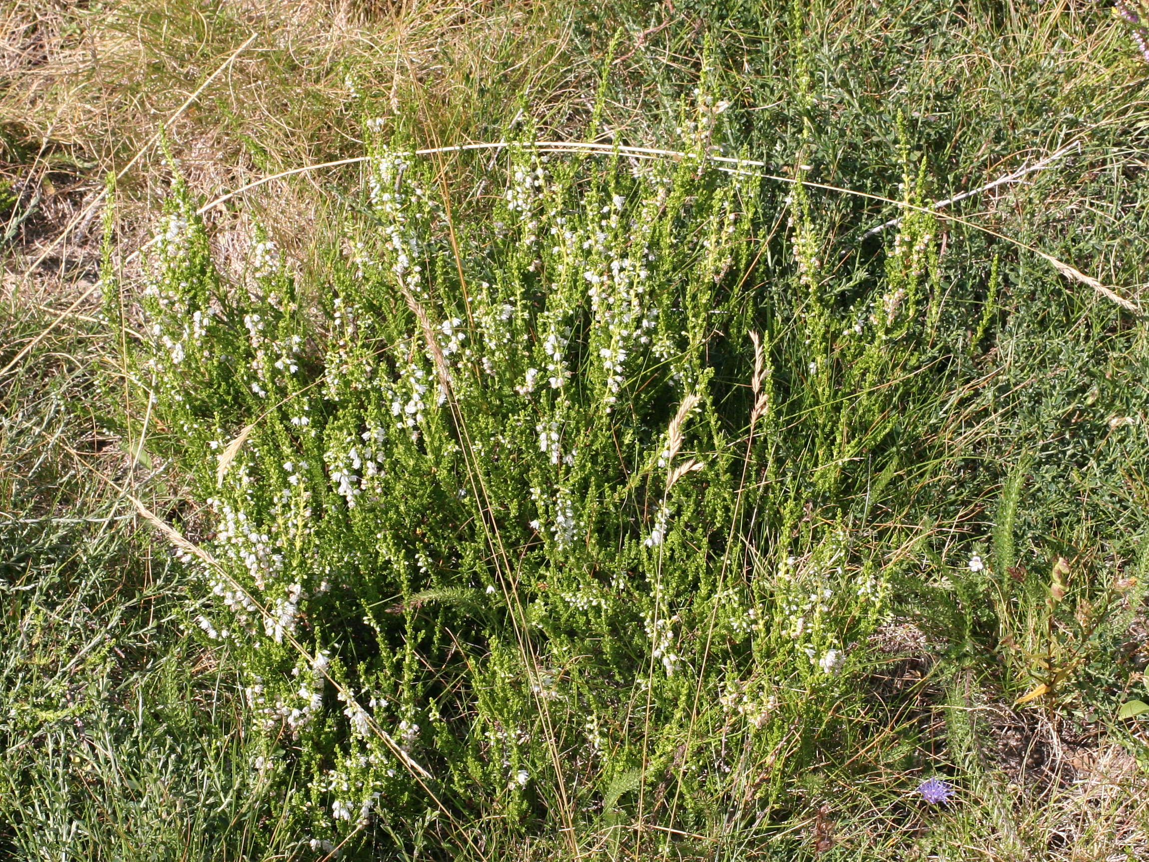 calluna_vulgaris5md