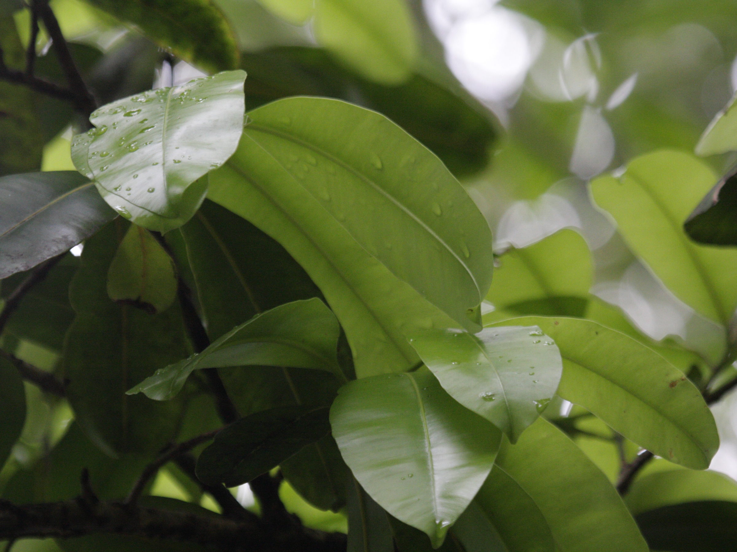 calophyllum_tacamahaca2bd