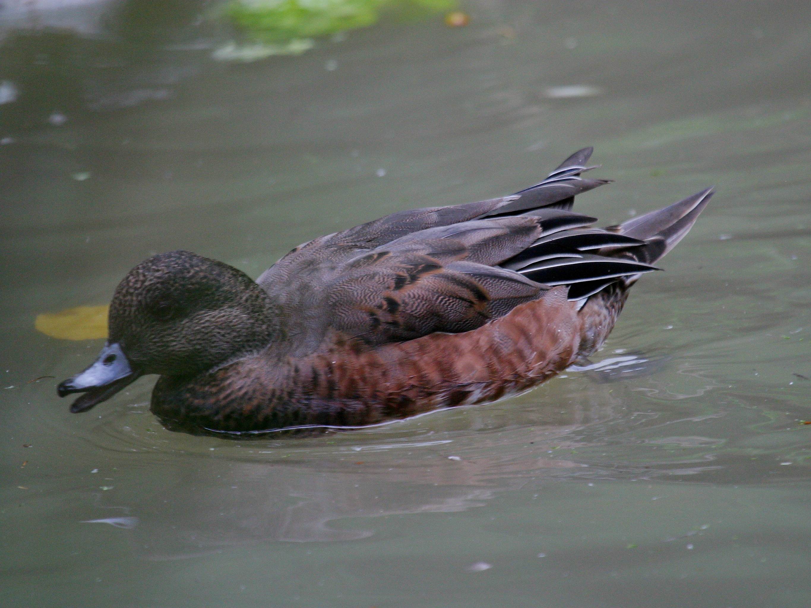Afficher le média canard_de_chiloe_-_anas_sibilatrix2bd canard_de_chiloe_-_anas_sibilatrix2bd