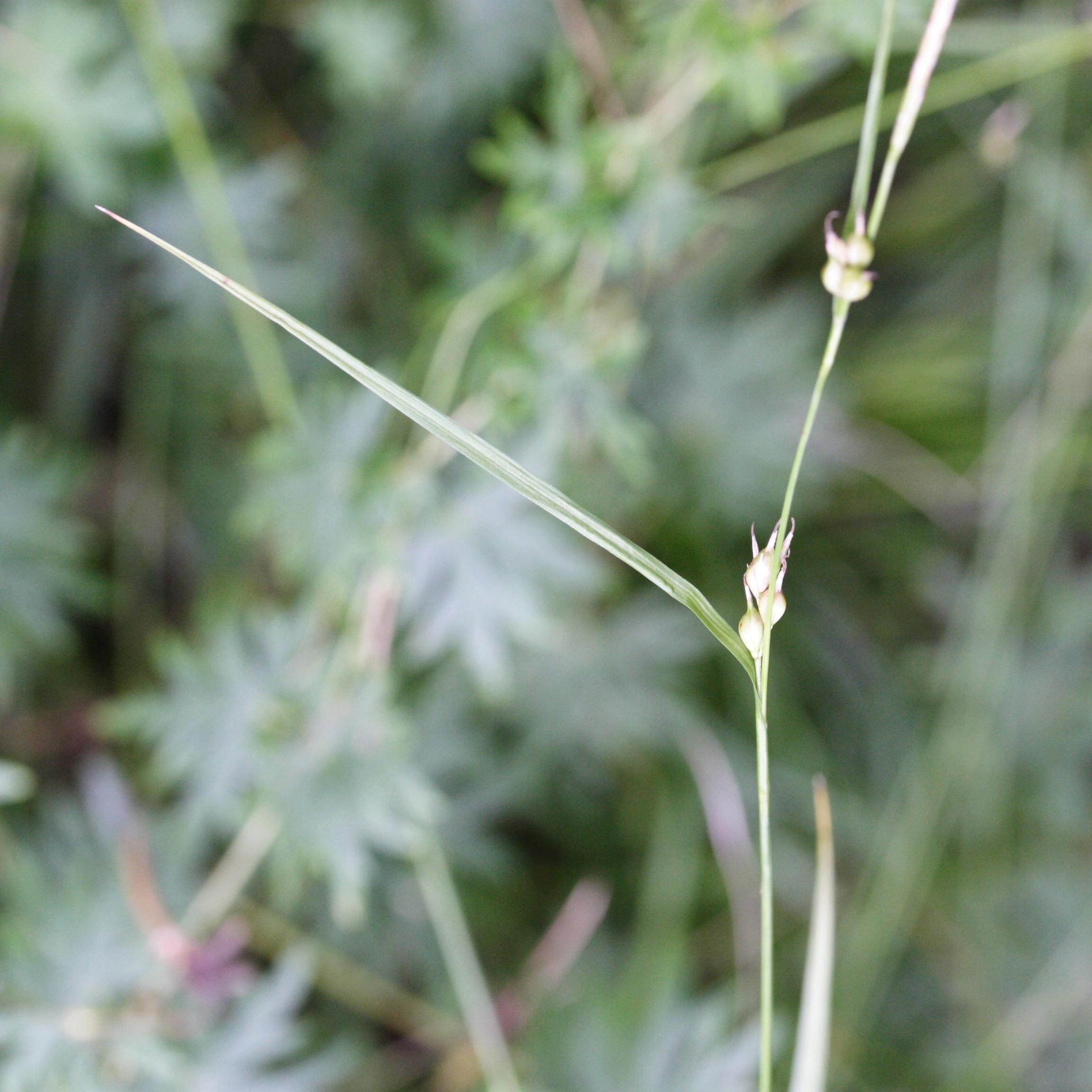 carex_depauperata1md
