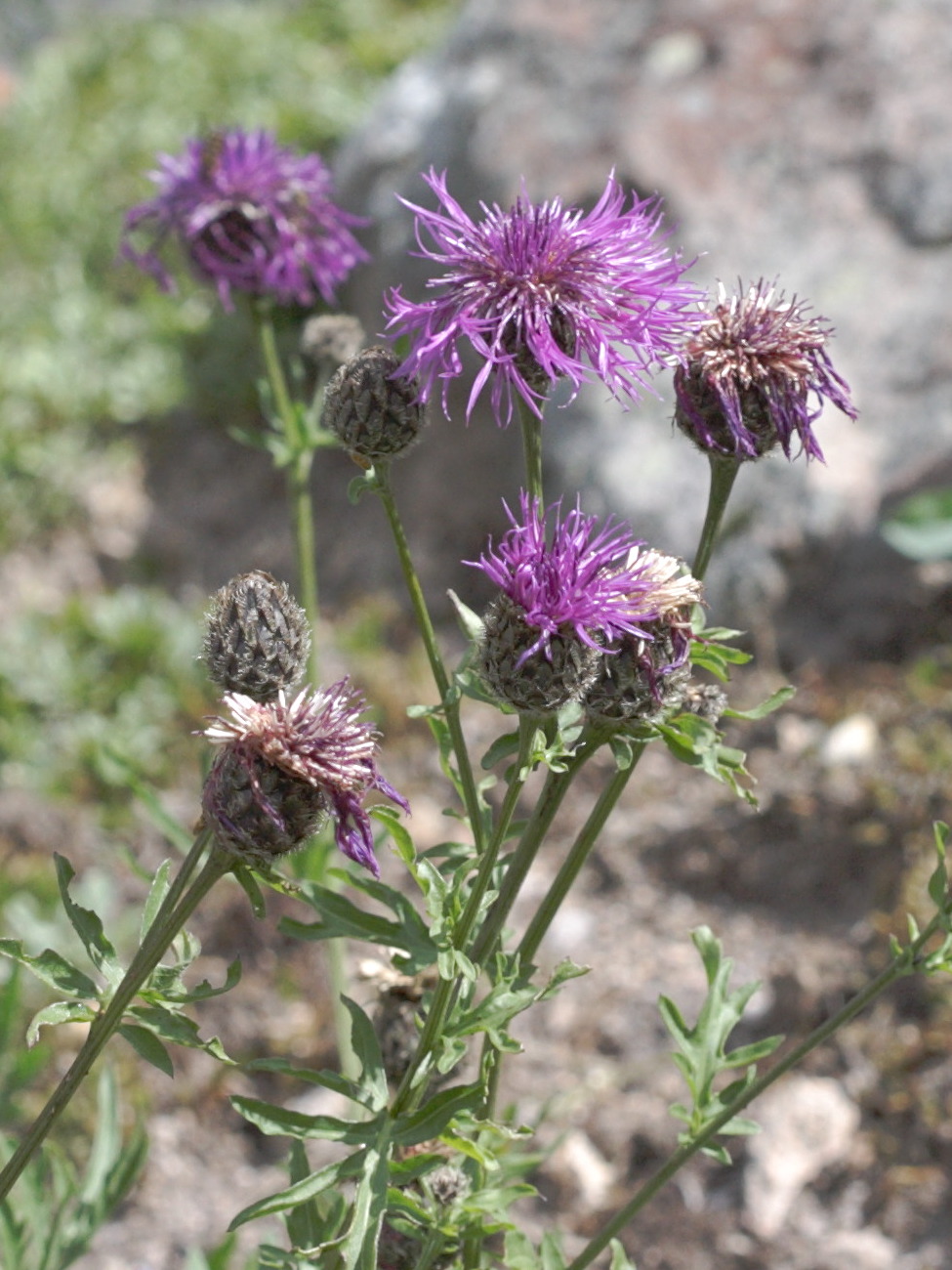 centaurea_alpestris2bd