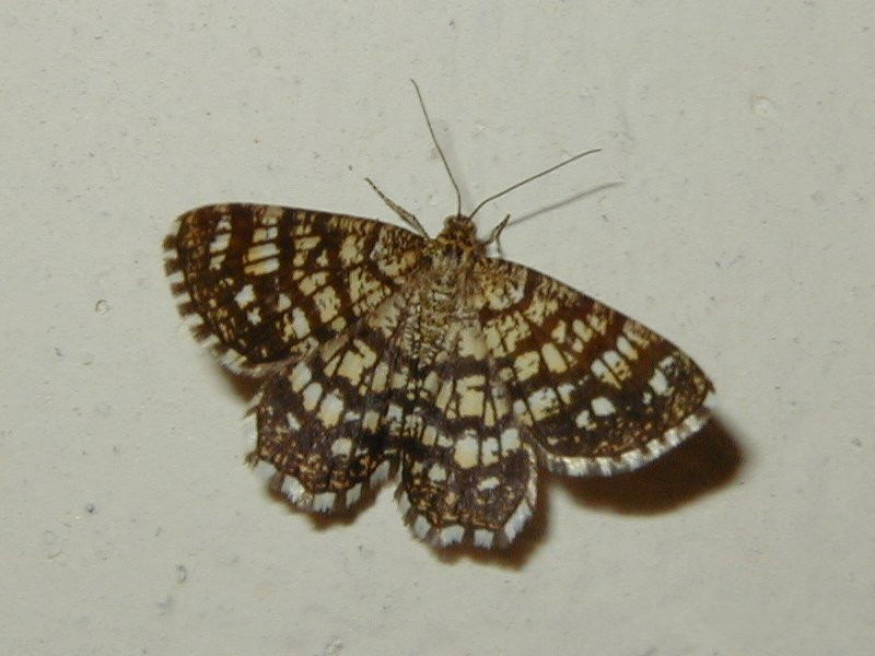 chiasmia_clathrata1md