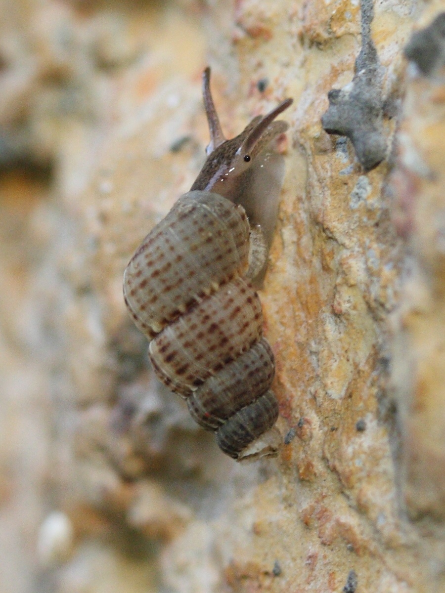 Chondropoma_crenulatum