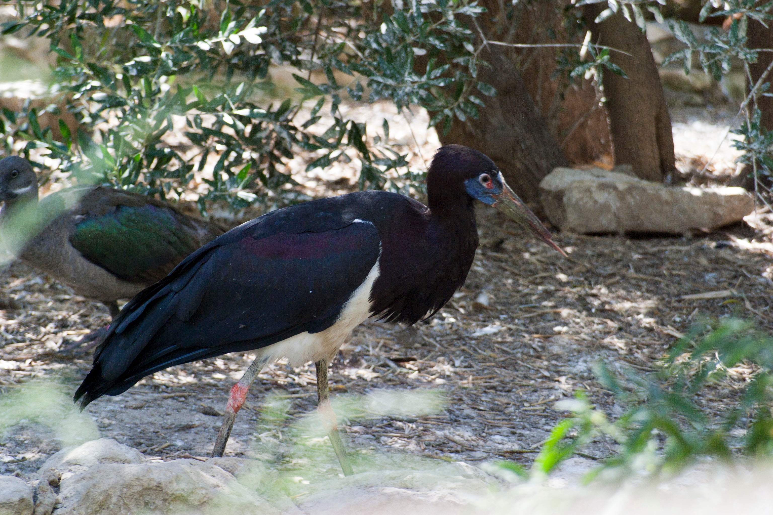 cigogne_d-abdim_-_ciconia_abdimii4cd