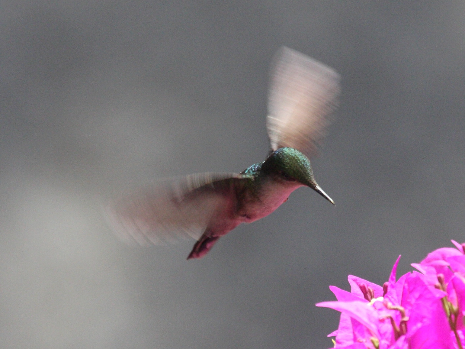 colibri_huppe_-_orthorhyncus_cristatus6bd
