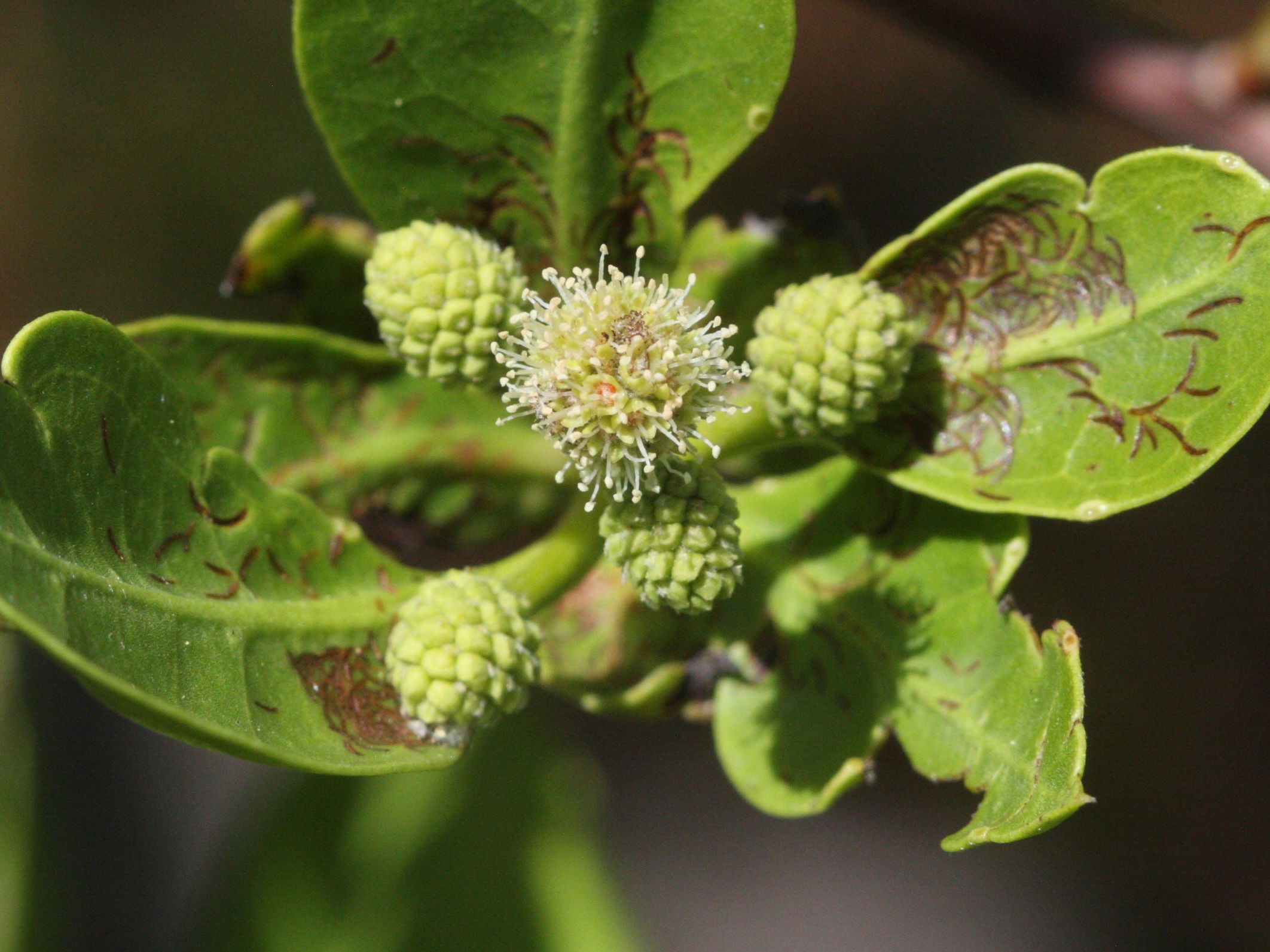 conocarpus_erectus5md