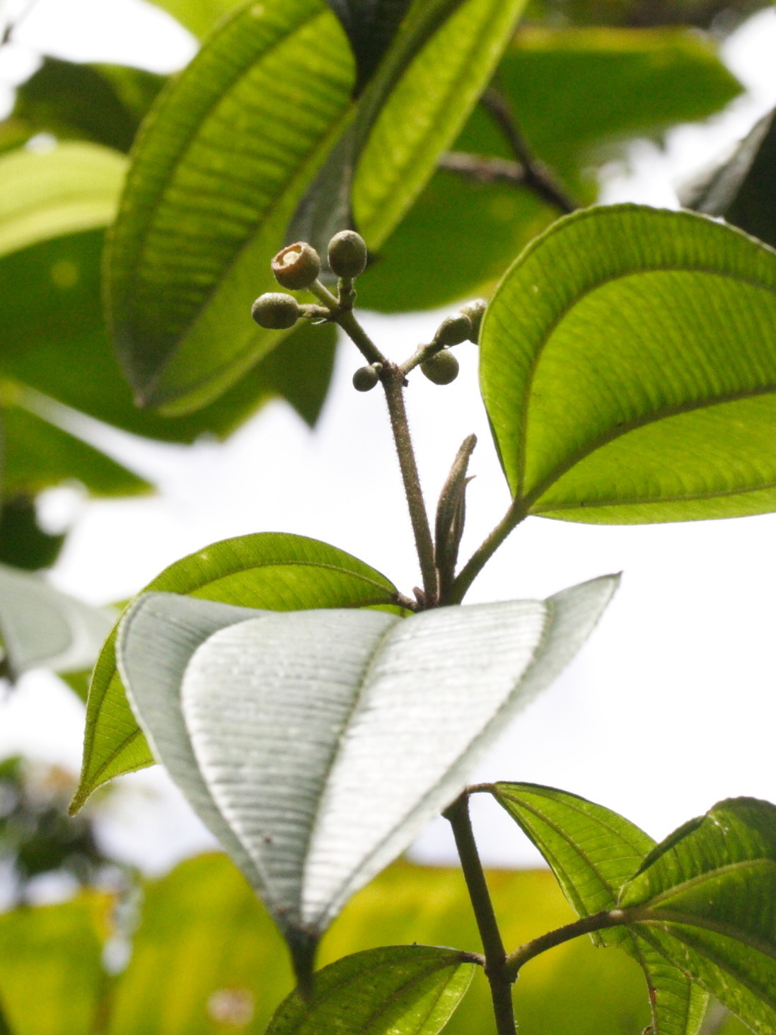 conostegia_icosandra5md