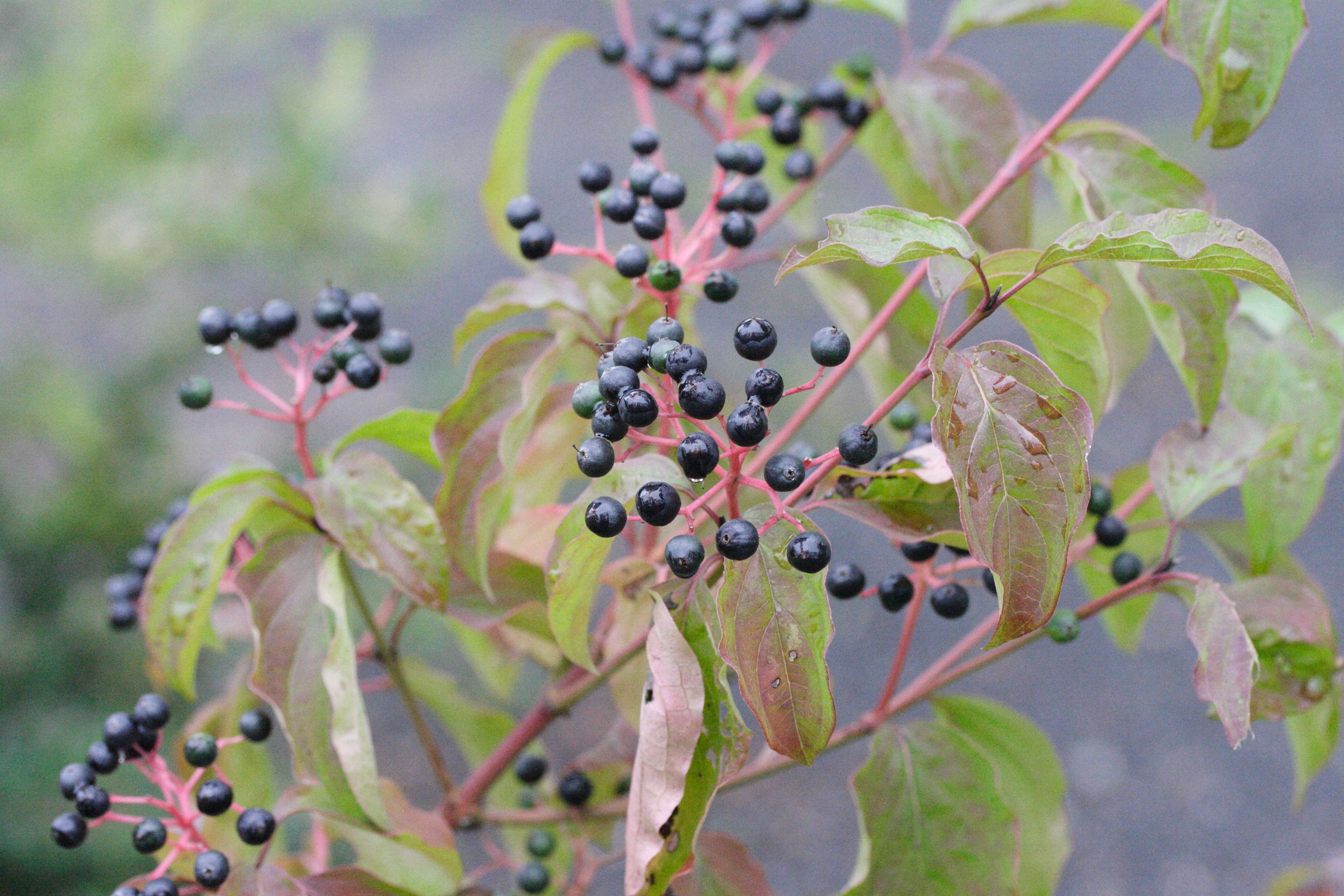 cornus_sanguinea2bmd