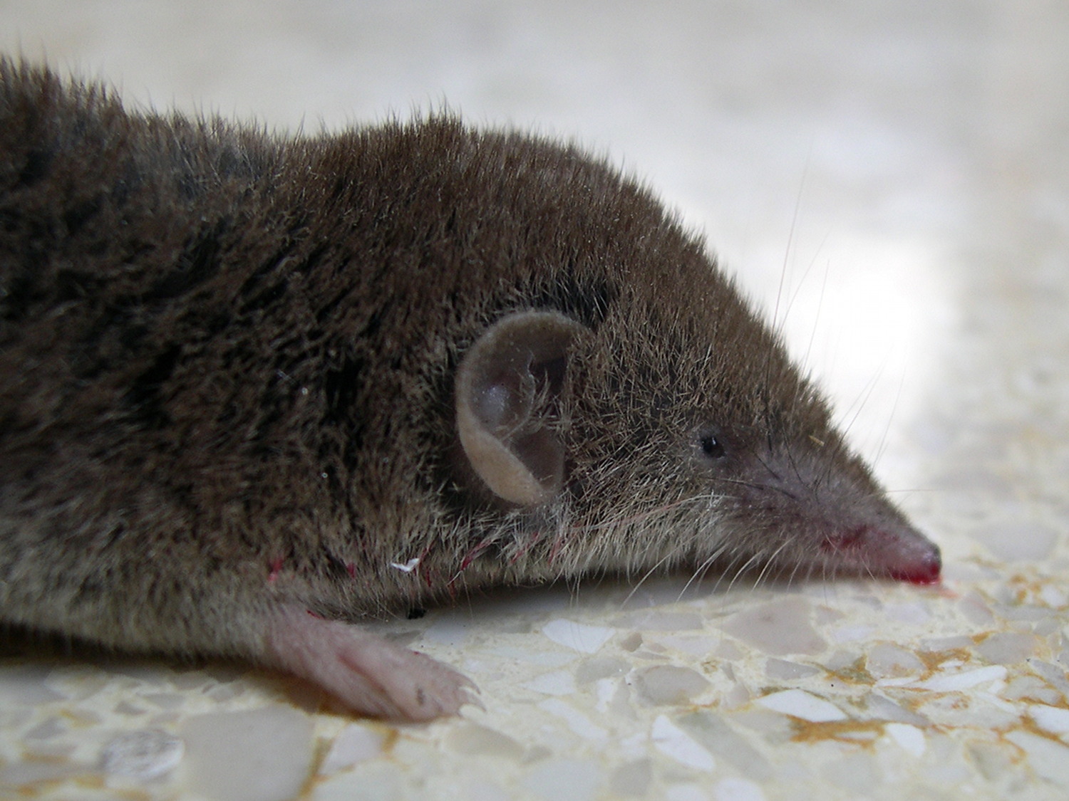 crocidura_russula2md