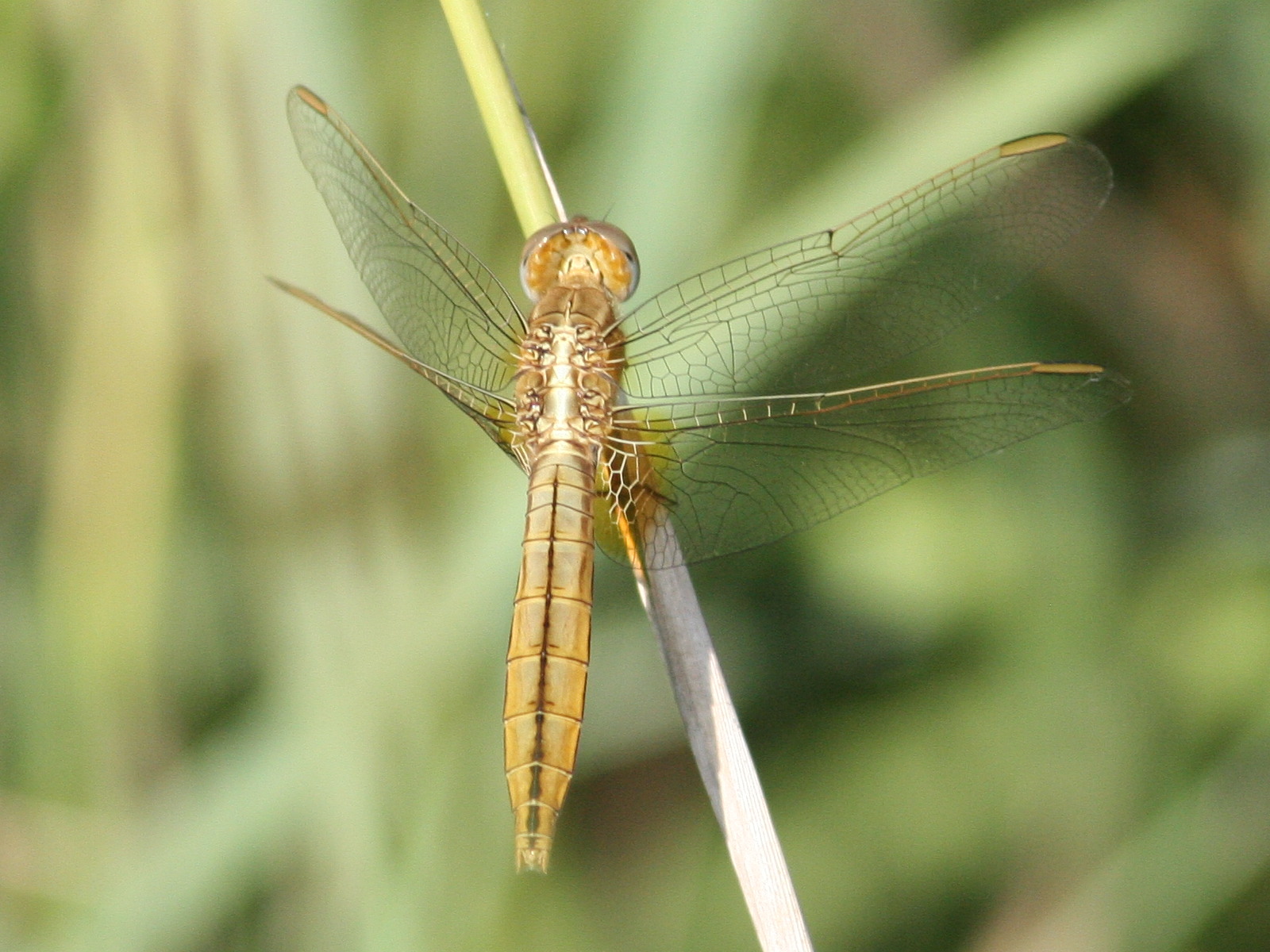 crocothemis_erythraea4md