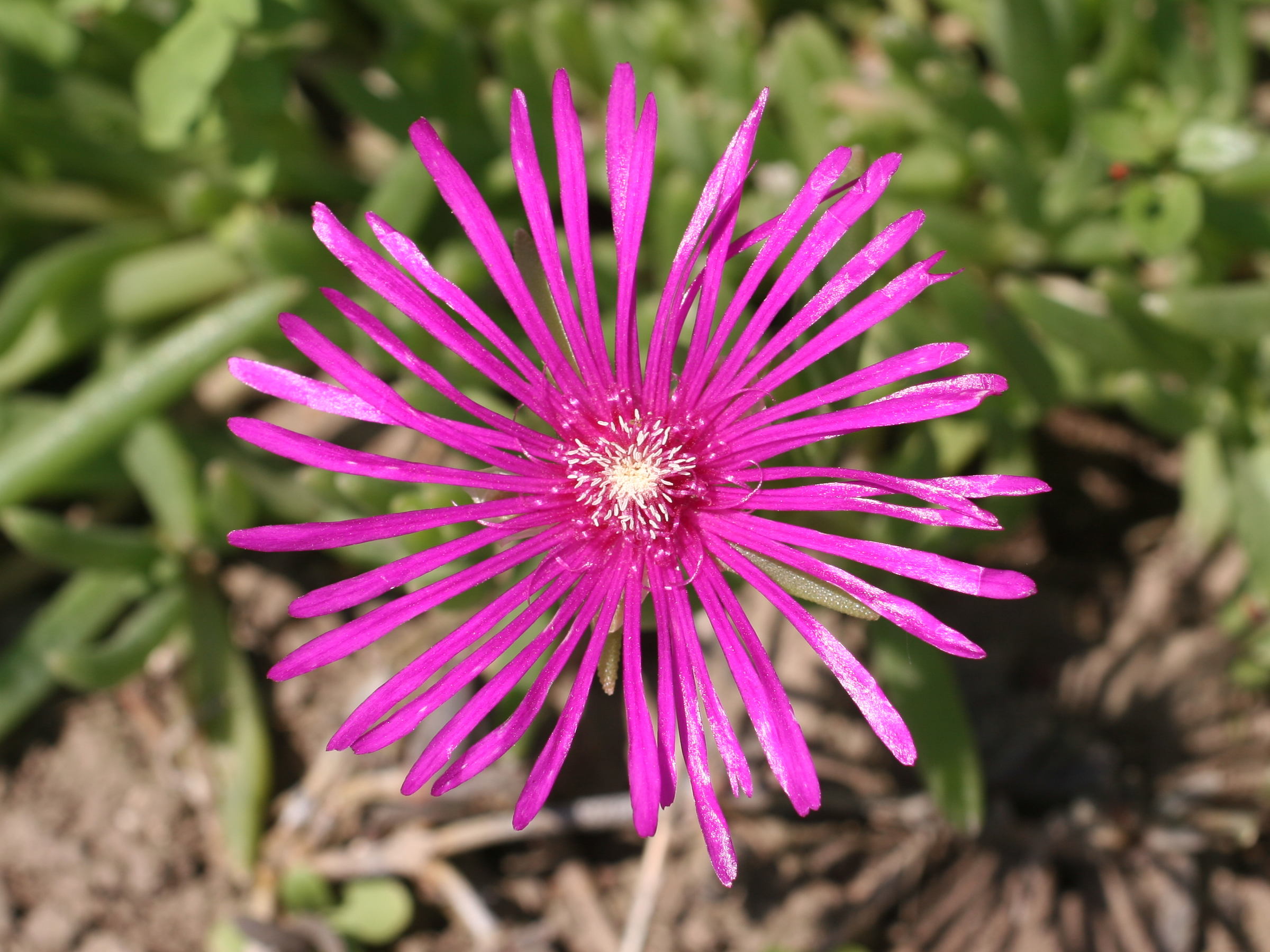 delosperma_cooperi3md