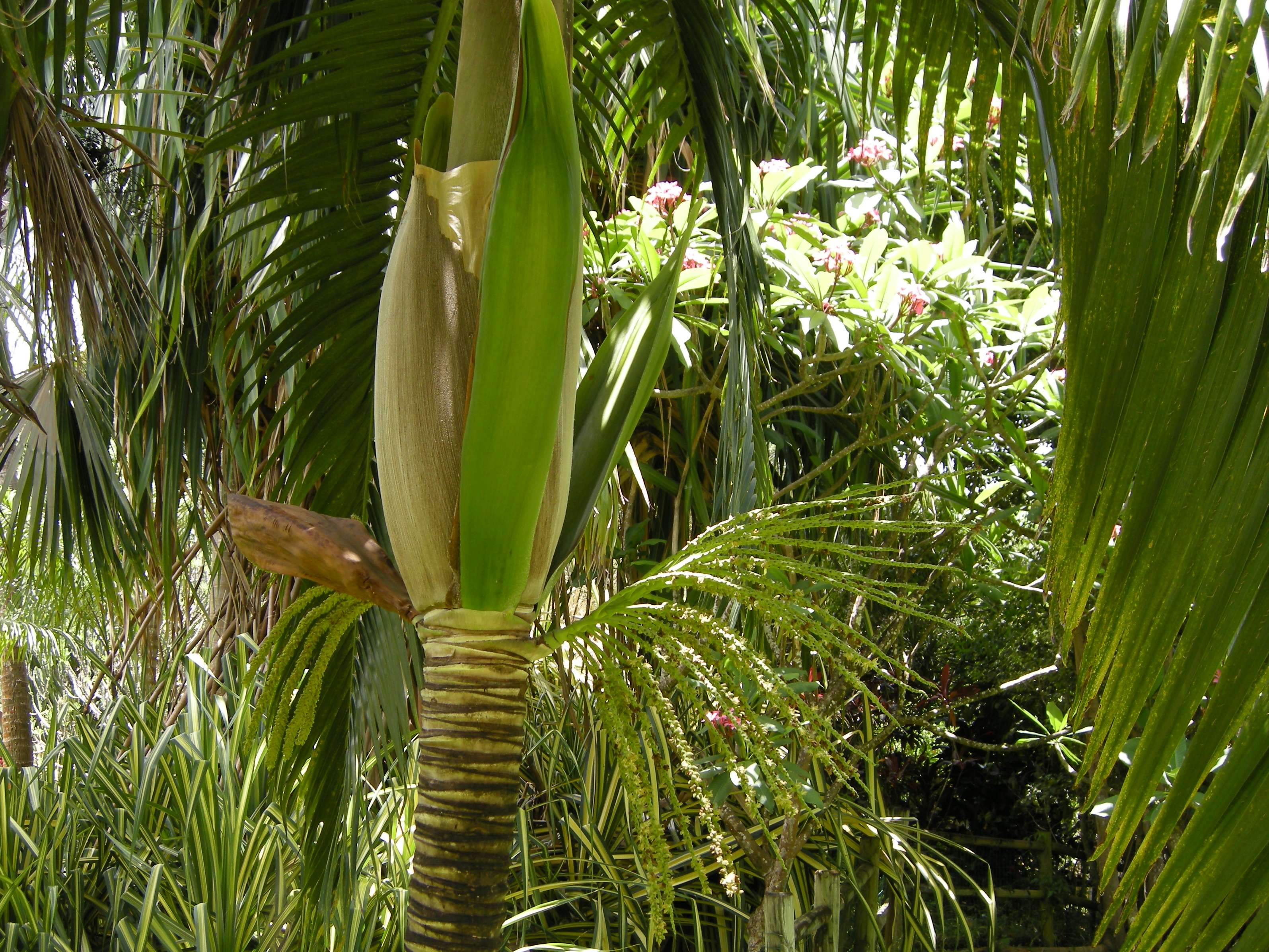 dictyosperma_album2md