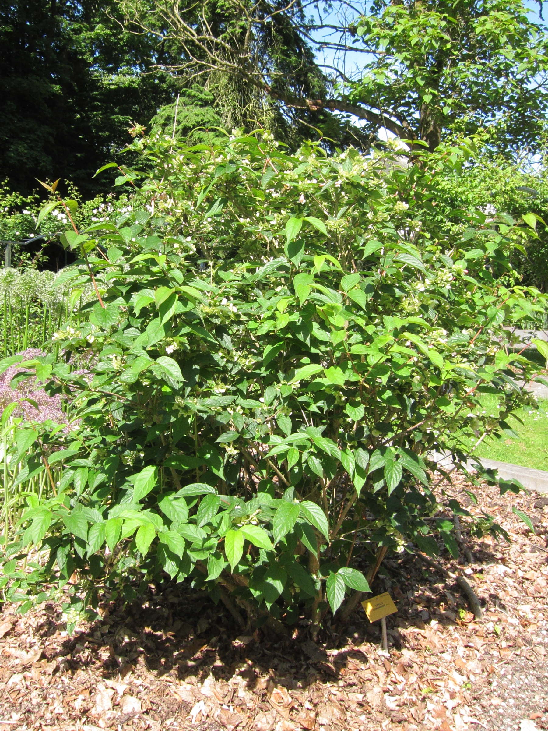 Afficher le média dipelta_yunnanensis1bd dipelta_yunnanensis1bd