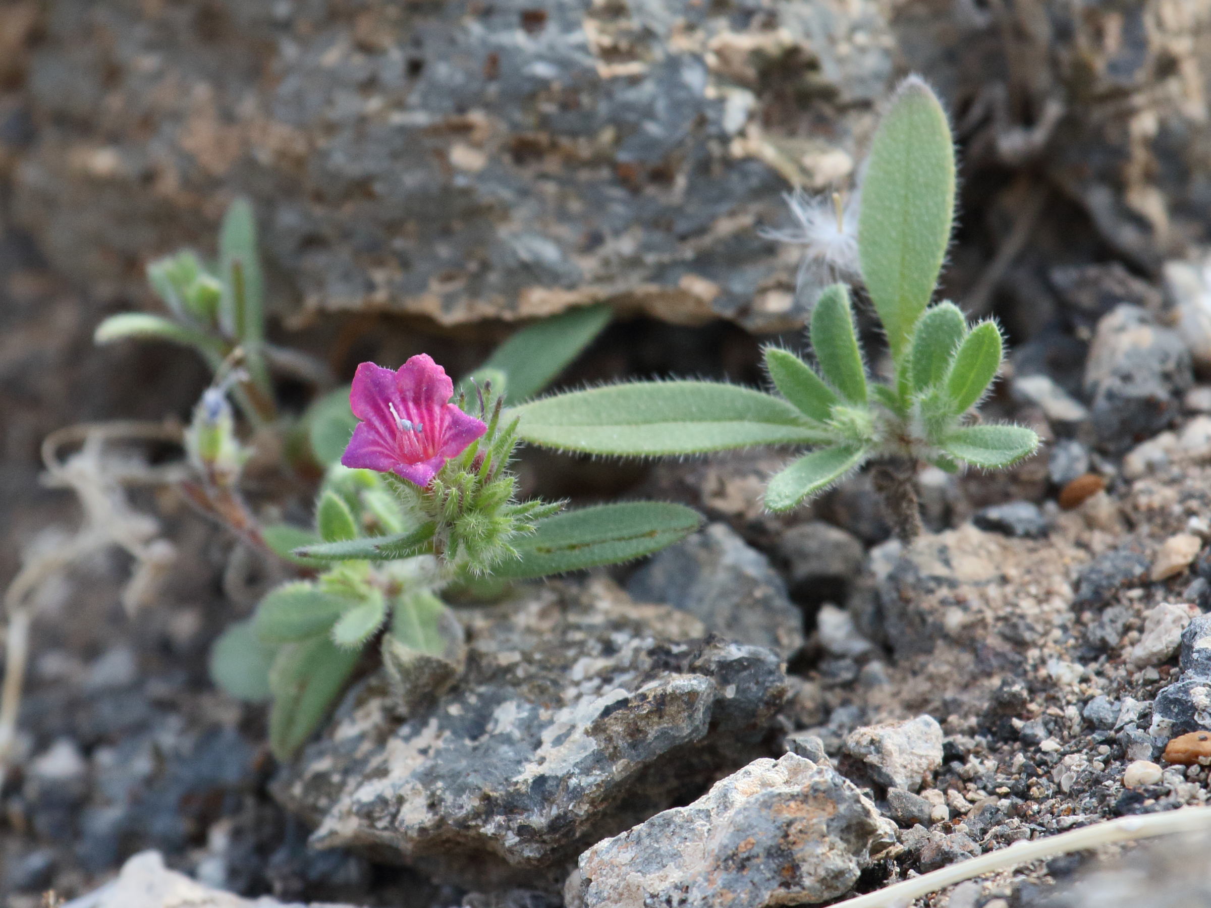 Afficher le média echium_bonnetii1bd echium_bonnetii1bd