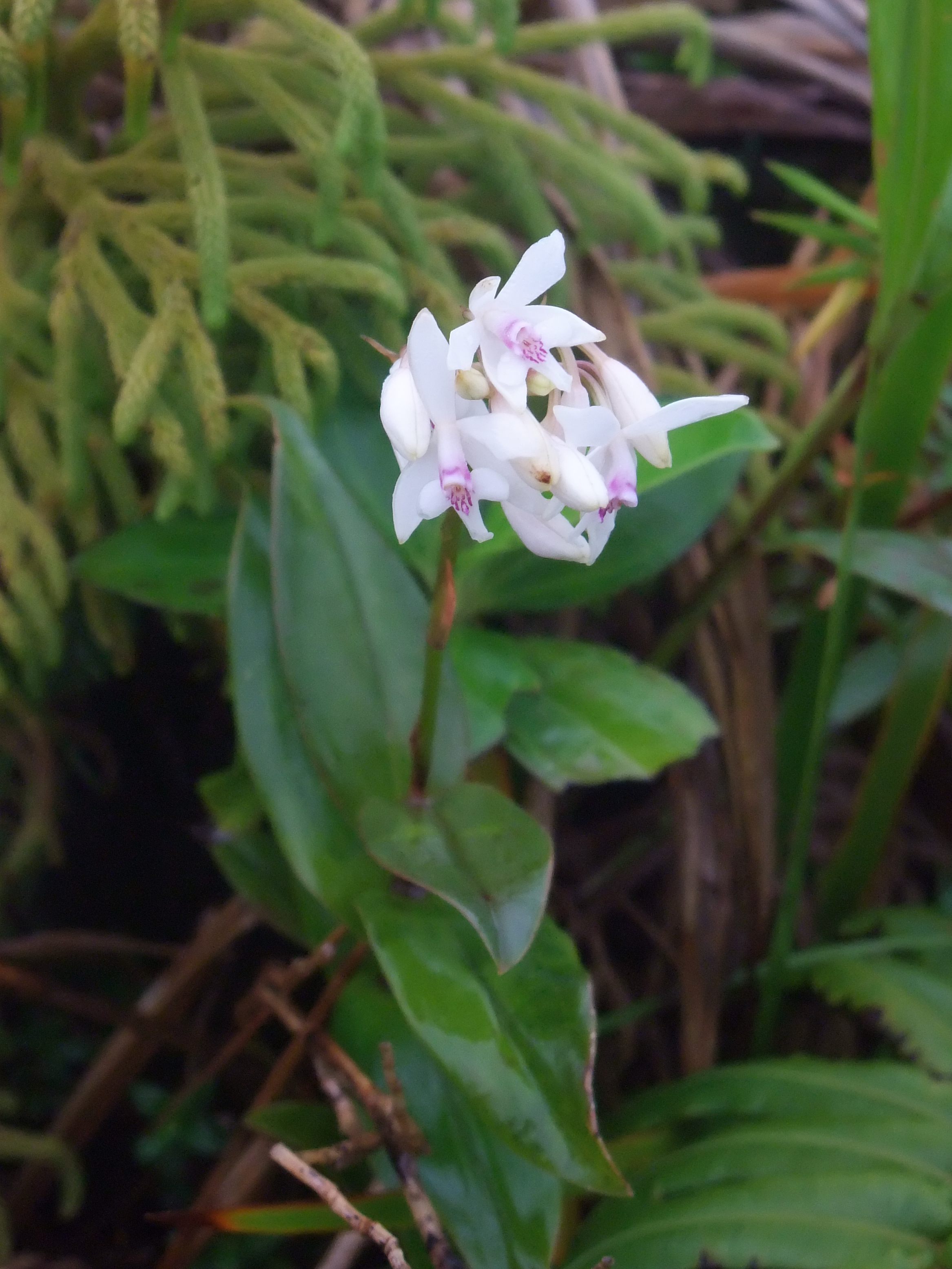 epidendrum_patens2sd