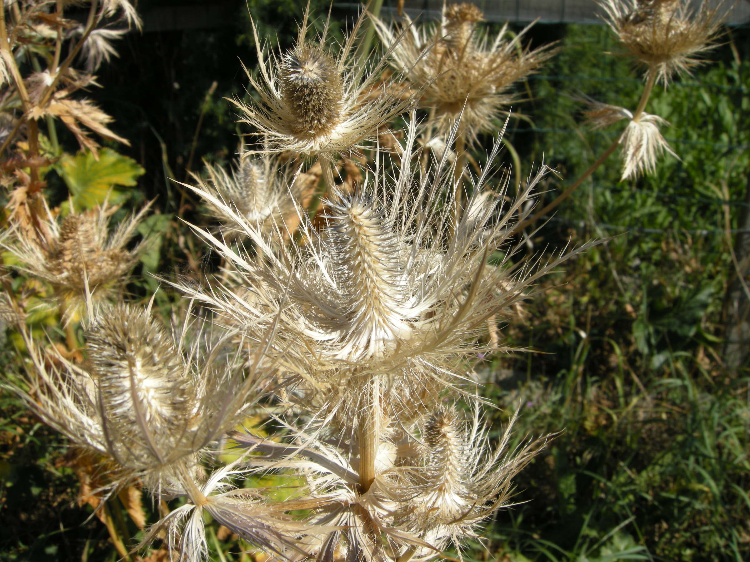 eryngium_alpinum5md