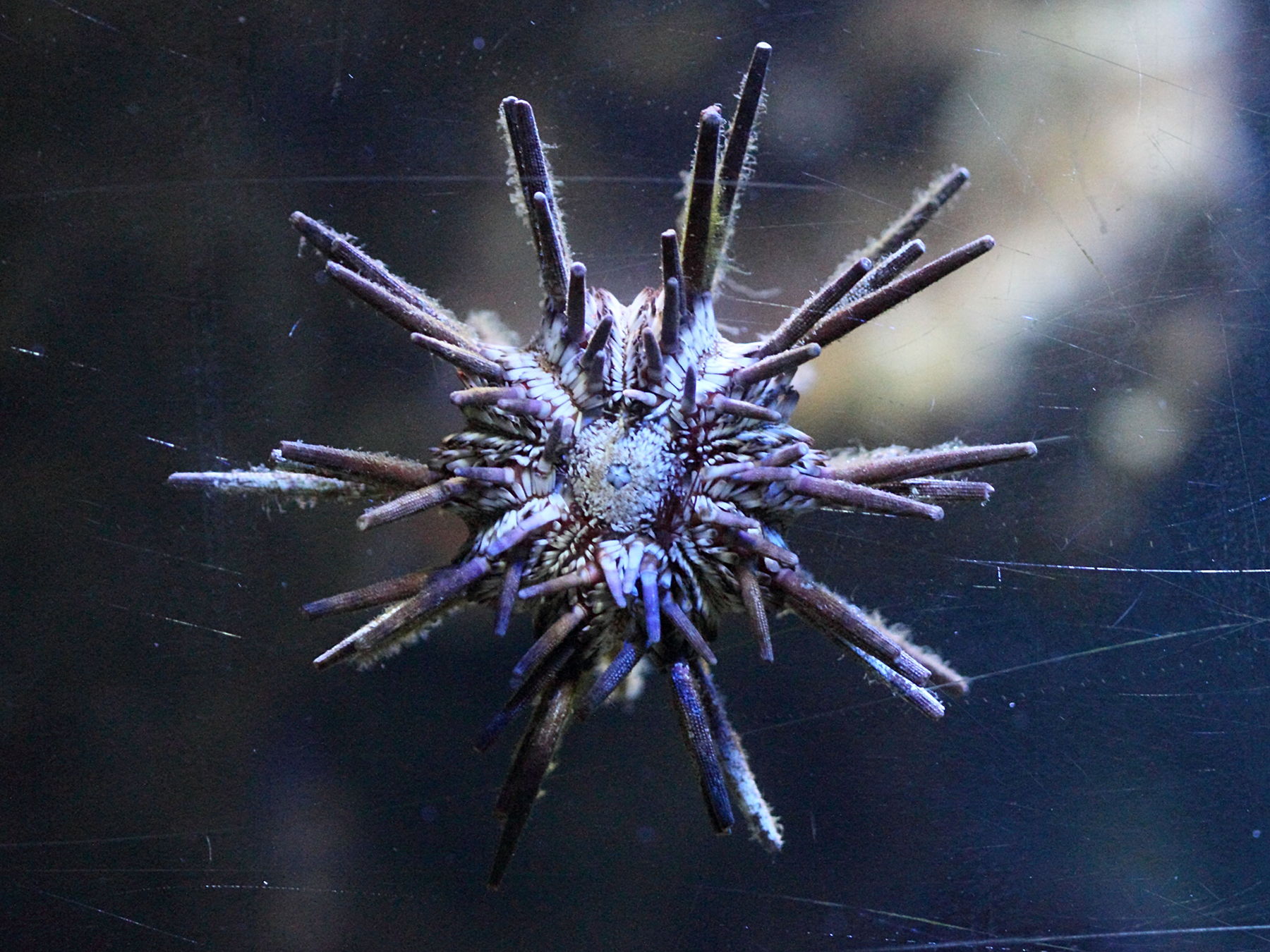 eucidaris_tribuloides2bd