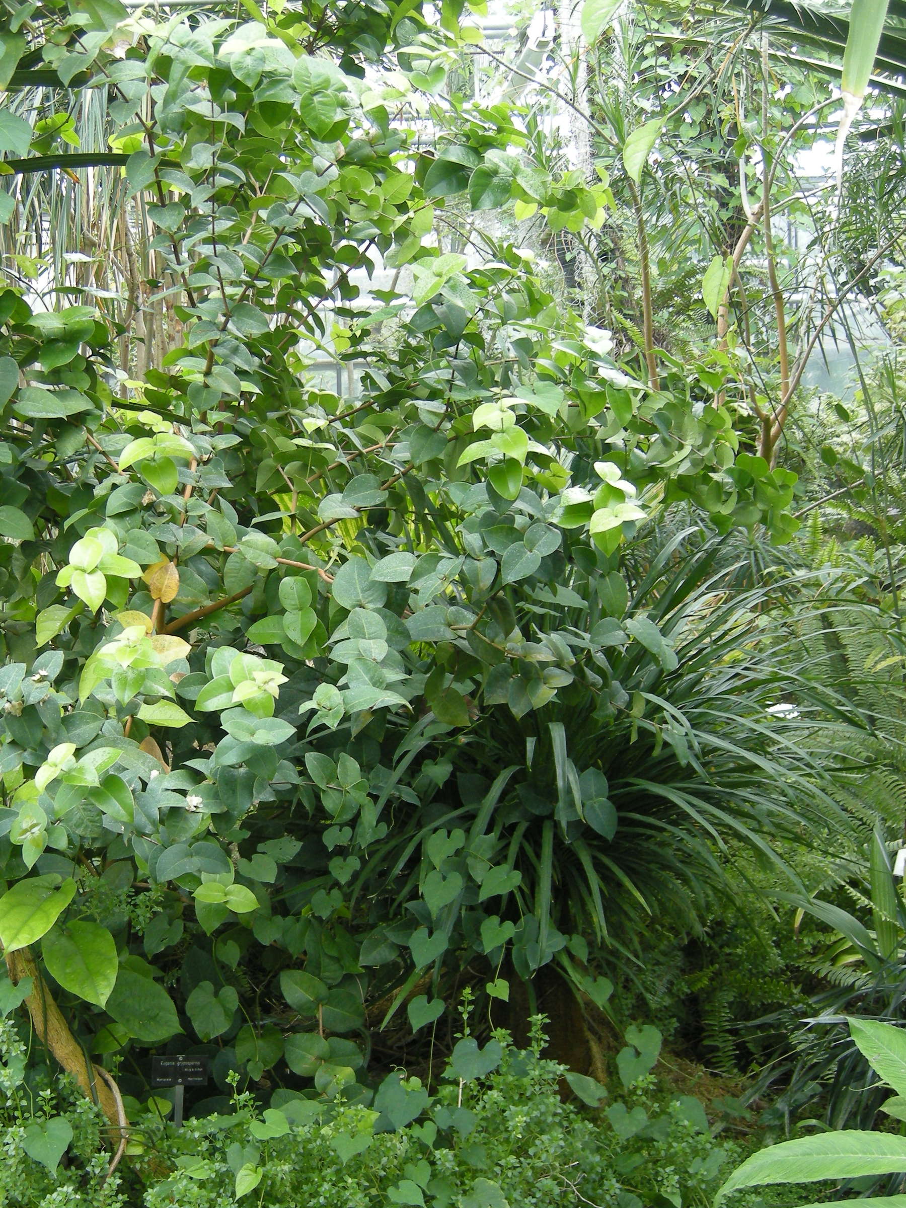 eugenia_gryposperma1bd