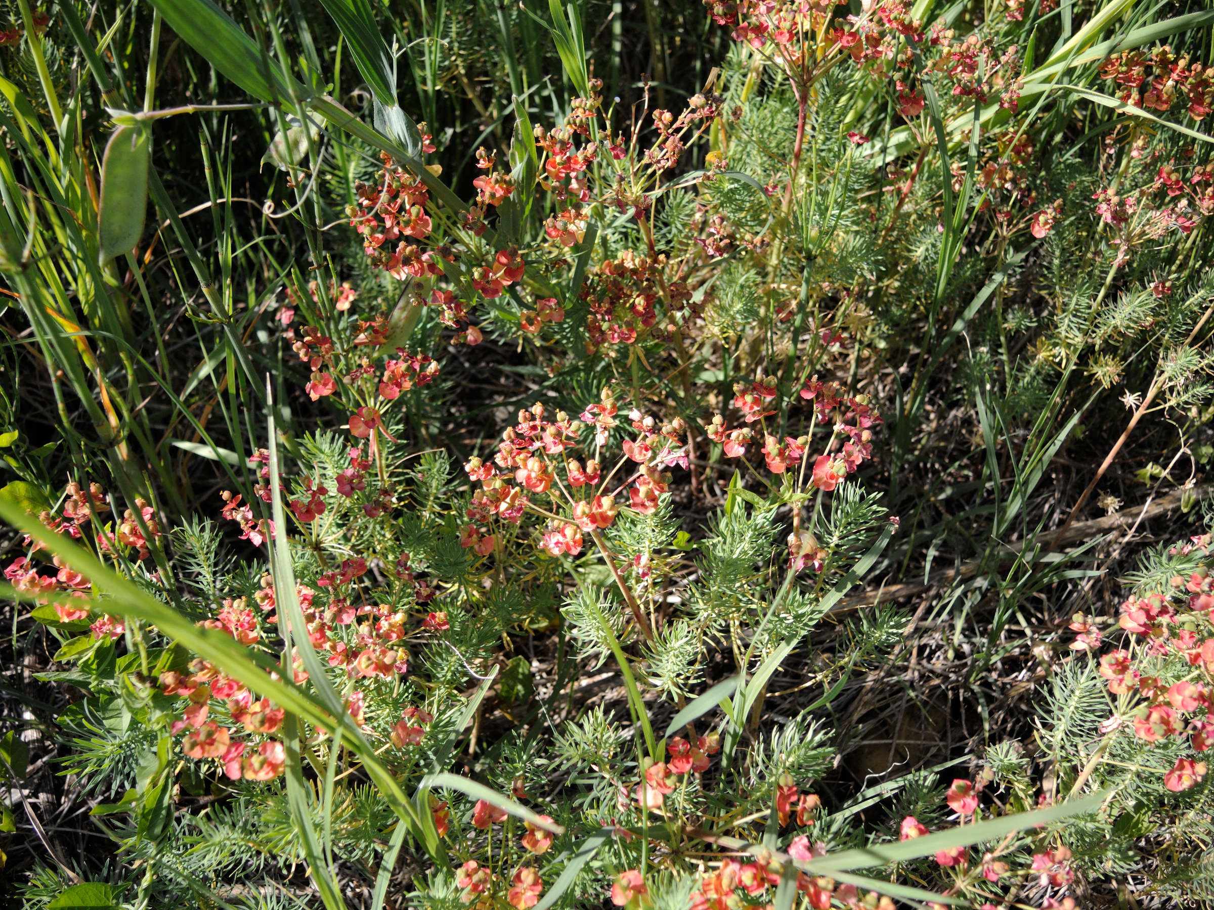 Afficher le média euphorbia_cyparissias5md euphorbia_cyparissias5md