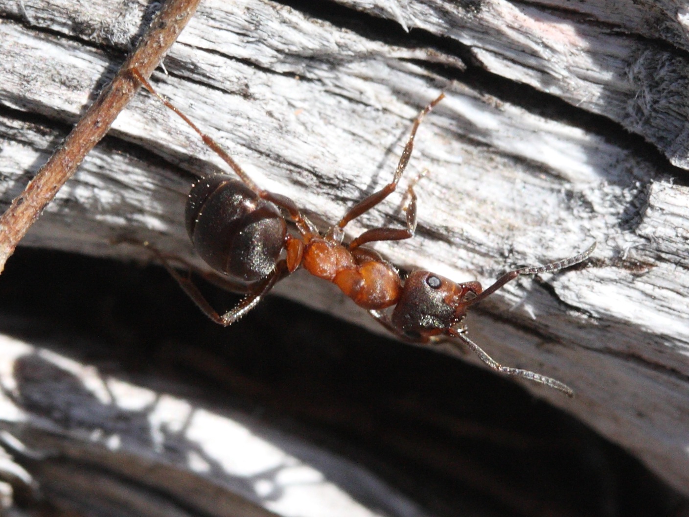 formica_polyctena4md