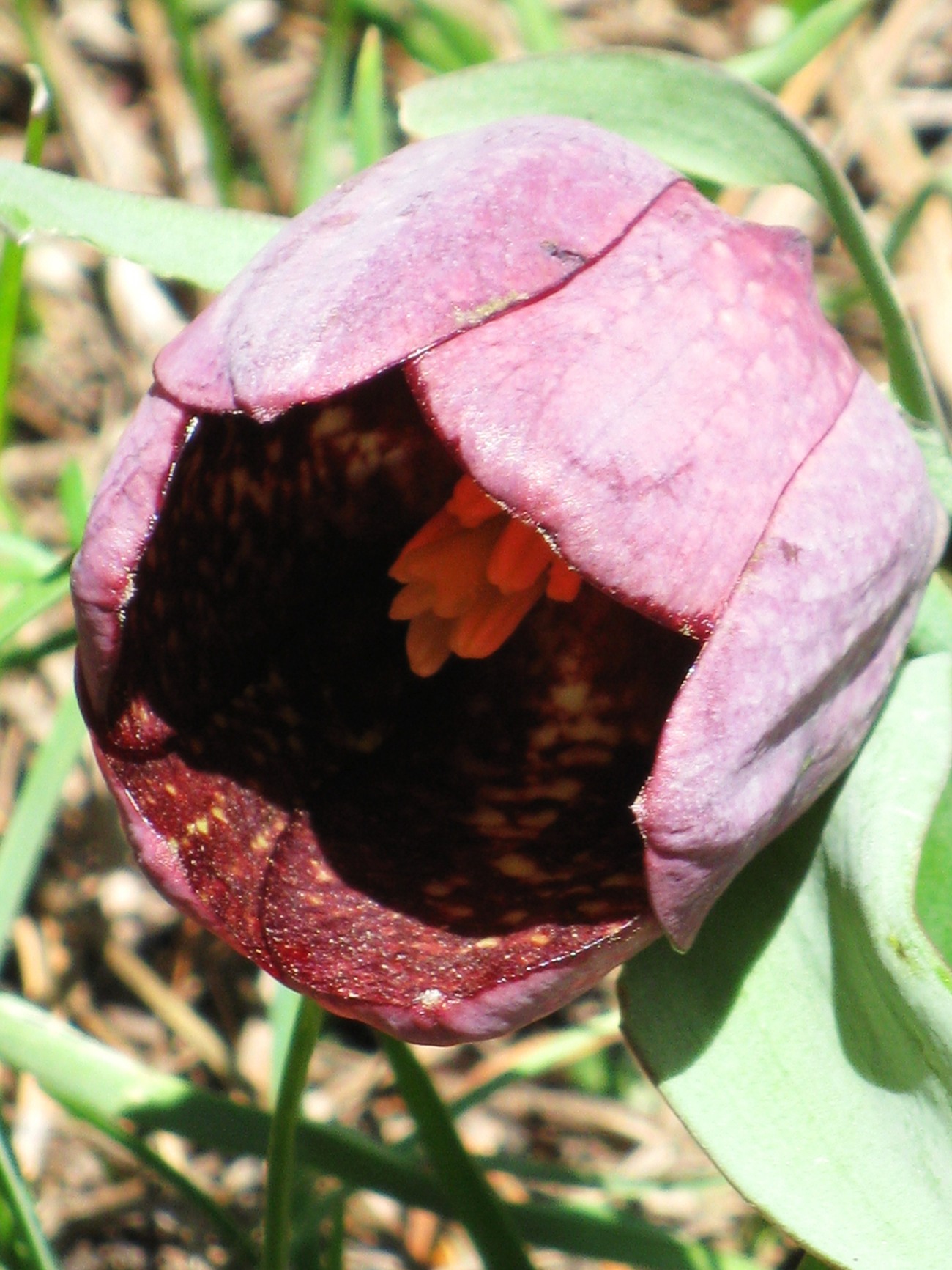 fritillaria_tubiformis4mv