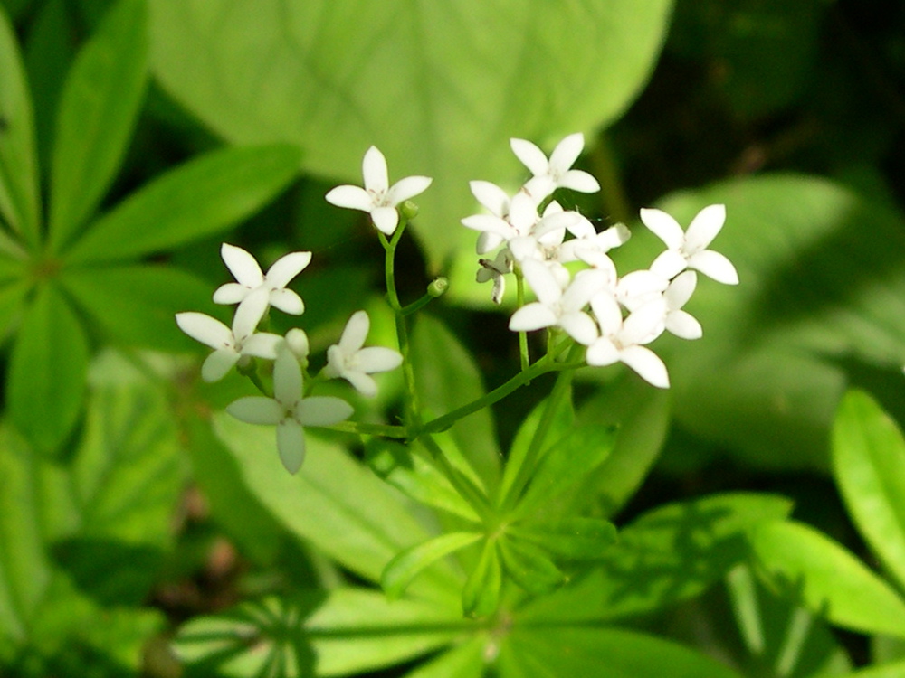 Afficher le média galium_odoratum2md galium_odoratum2md