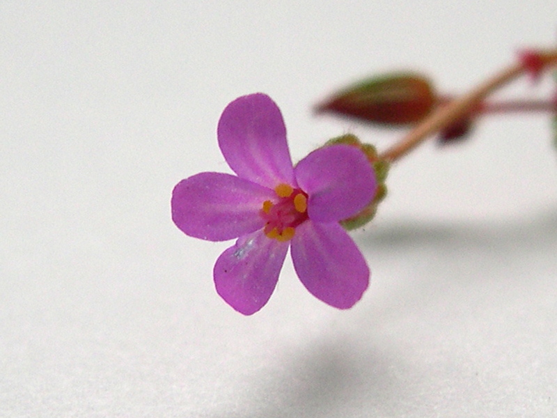 geranium_purpureum1bmd