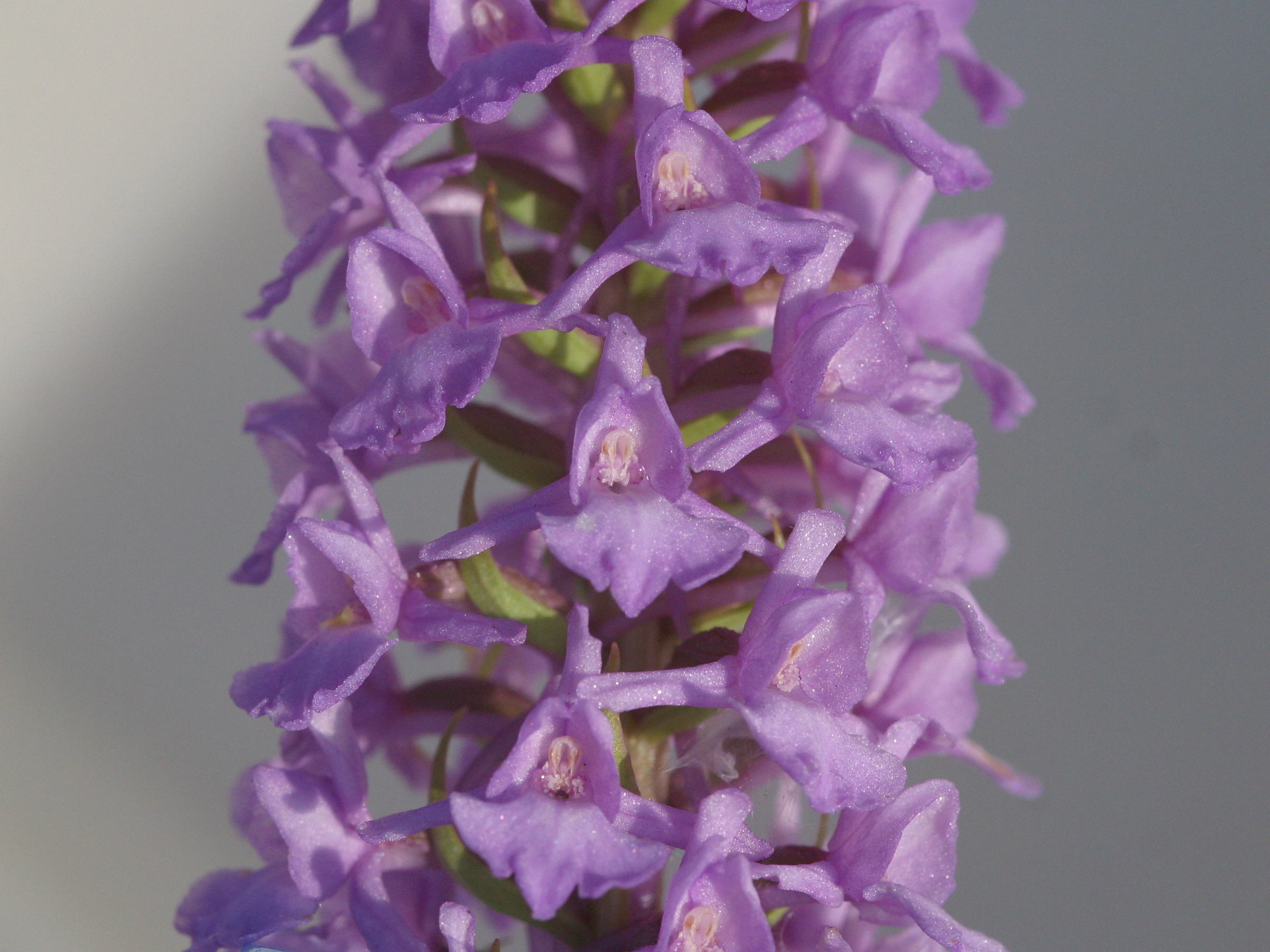 Gymnadenia_conopsea