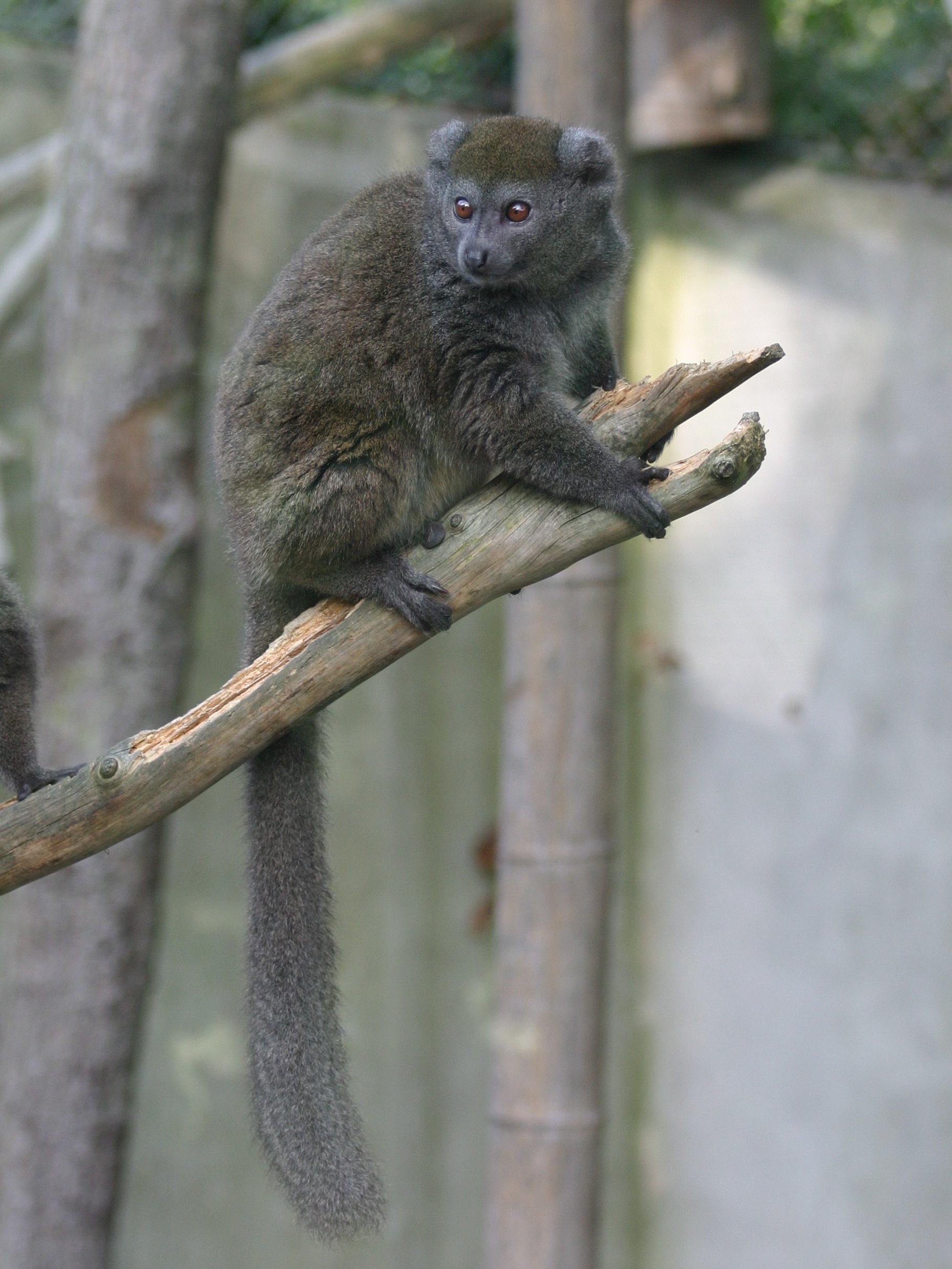 hapalemur_griseus_alaotrensis2sd