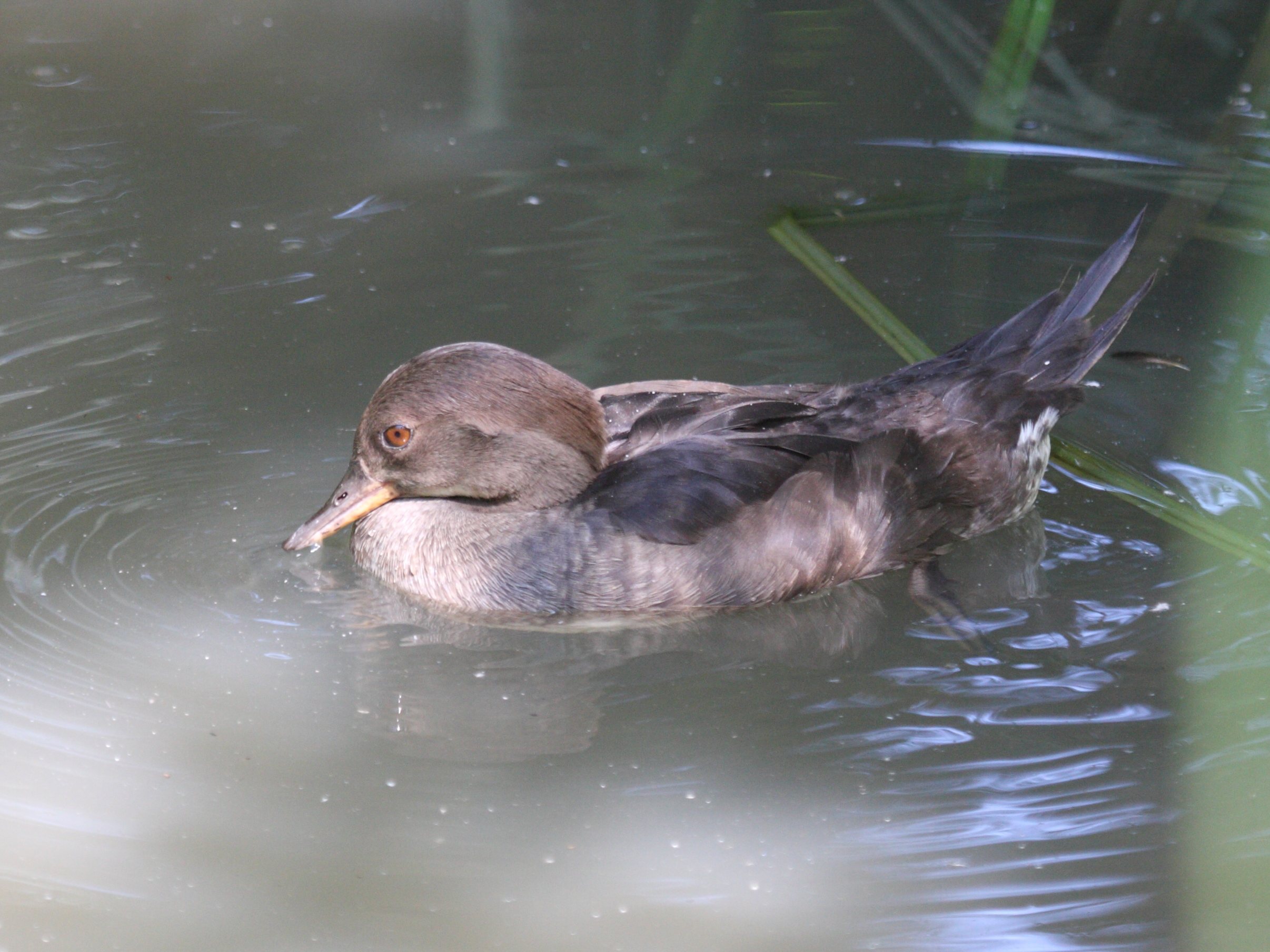harle_couronne_-_lophodytes_cucullatus2bd