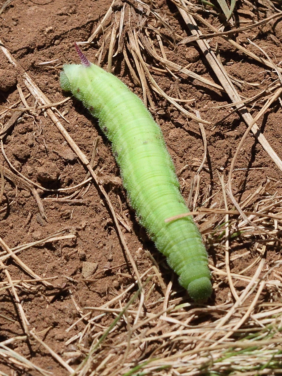 hemaris_tityus_ch3md