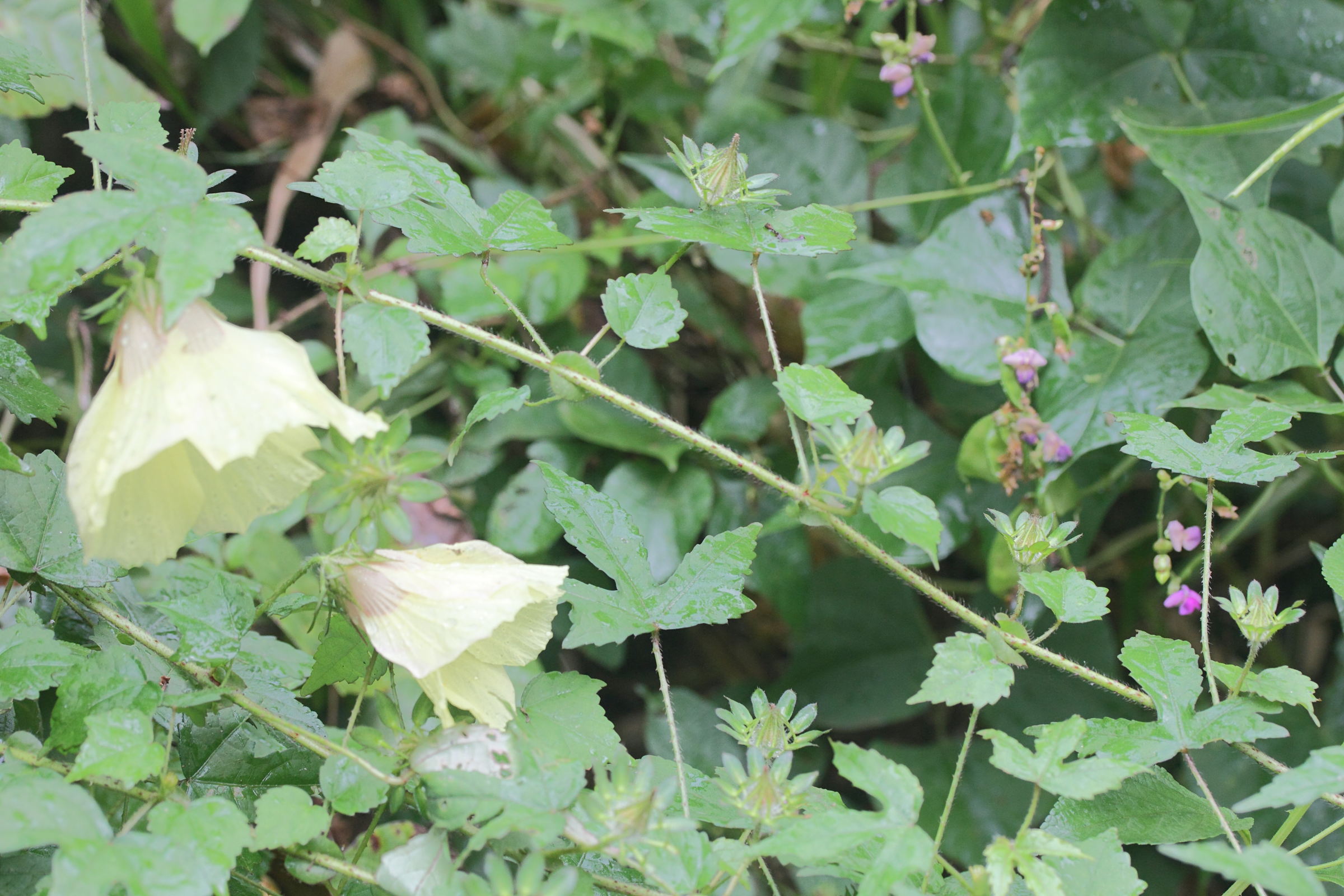 hibiscus_surattensis1md