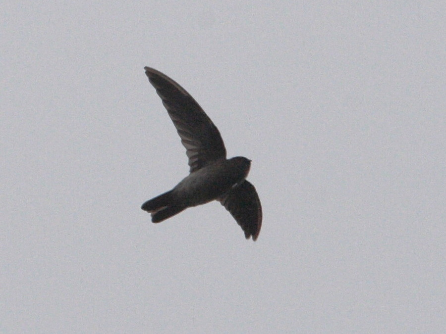 hirondelle_de_bourbon_-_phedina_borbonica1bd