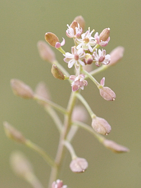 Afficher le média hornungia_petraea4md hornungia_petraea4md