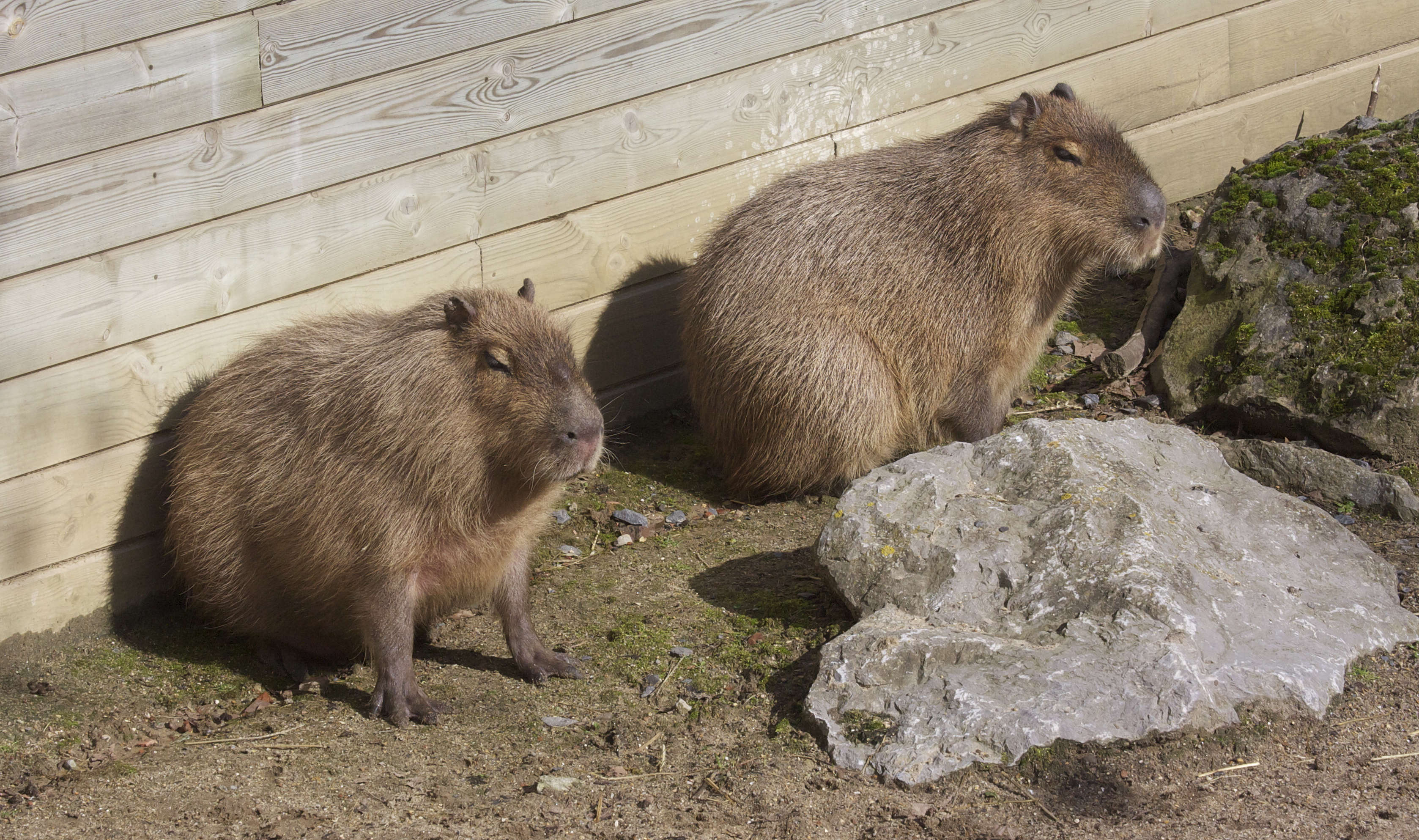 Hydrochaeris_hydrochaeris