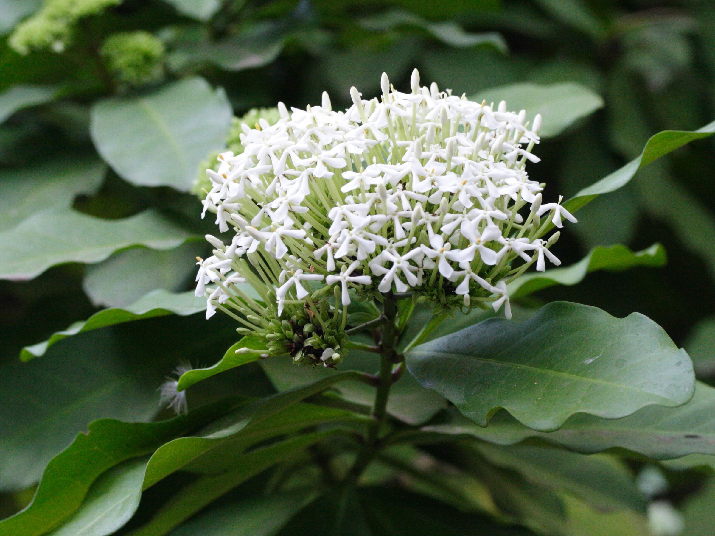 ixora_finlaysoniana2md