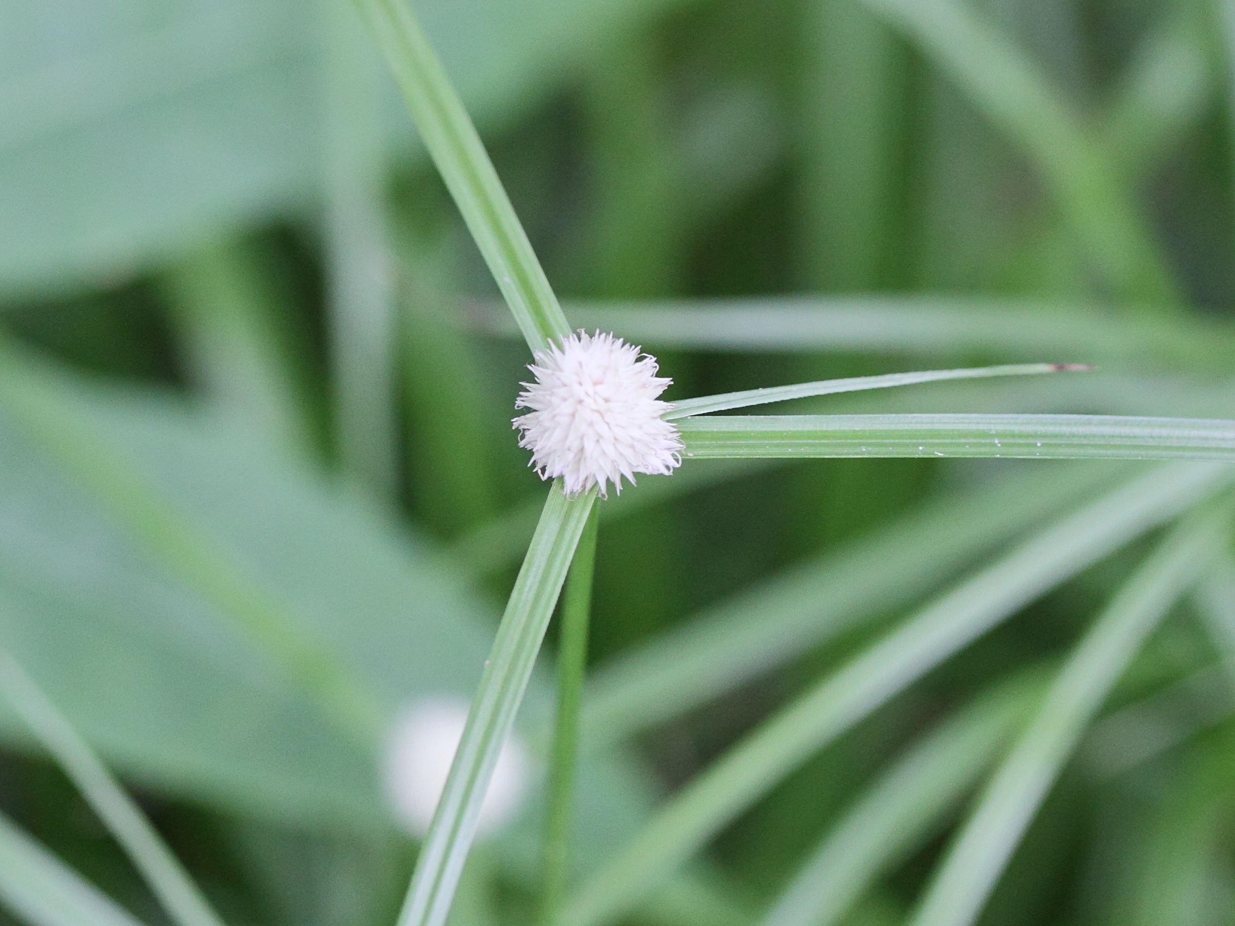 kyllinga_monocephala2md