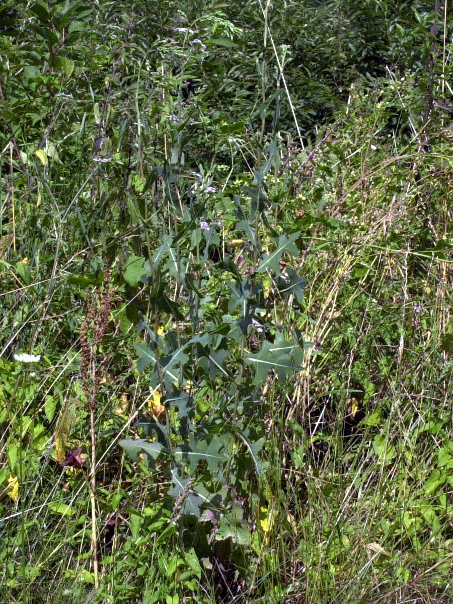 Lactuca_serriola