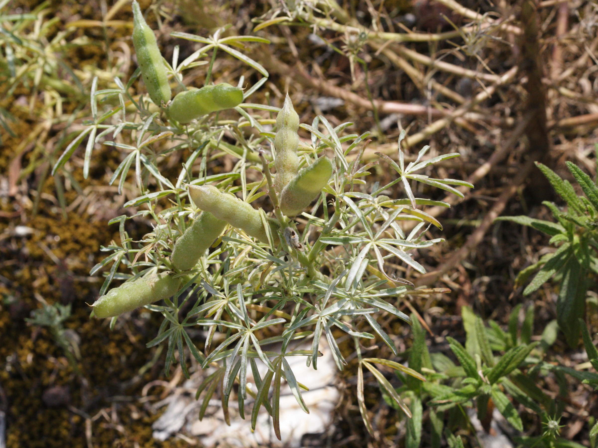 Afficher le média Lupinus_angustifolius Lupinus_angustifolius