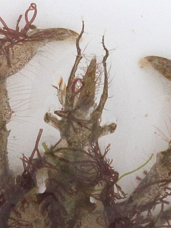 macropodia_rostrata5bd