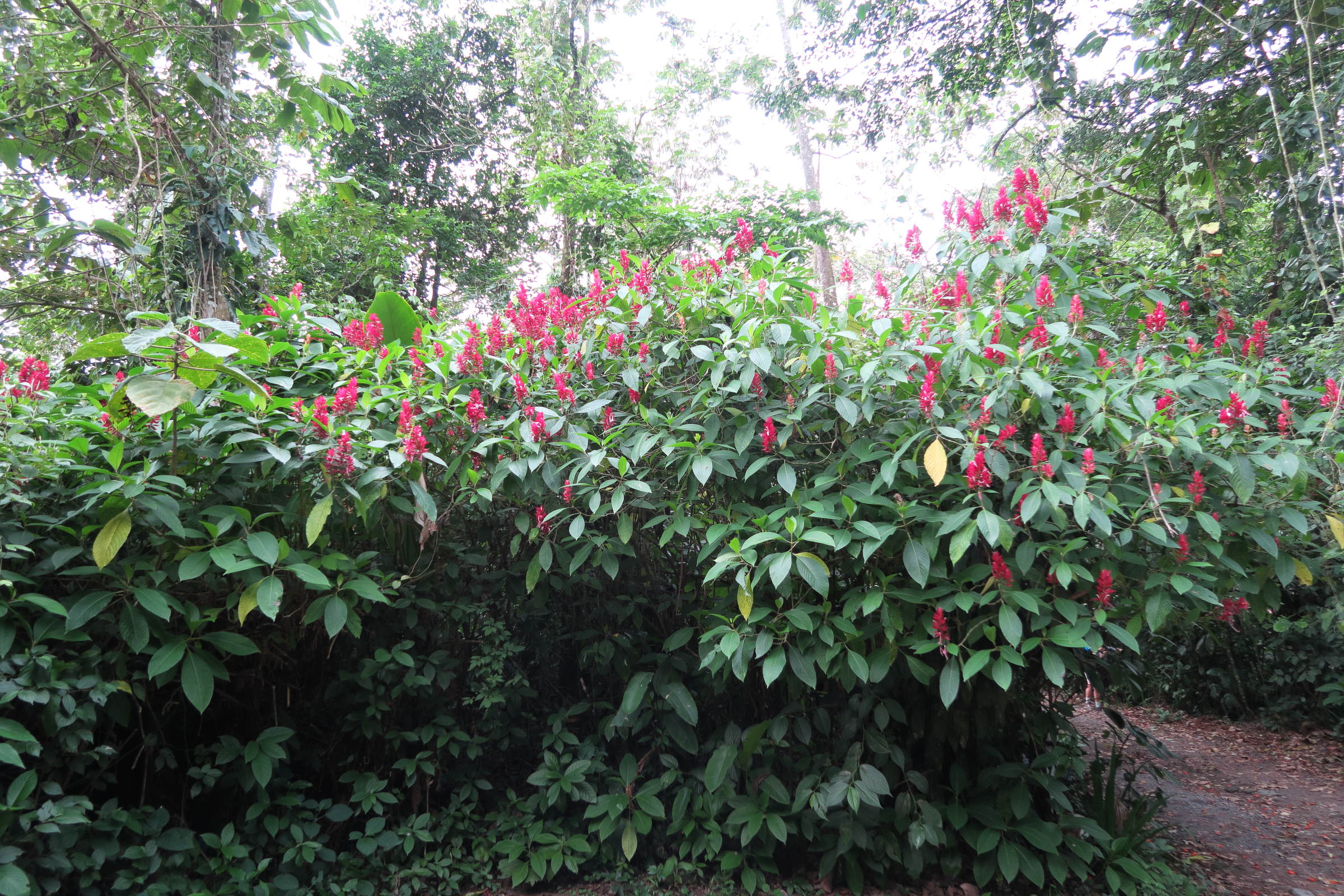 Afficher le média Magakepasma_erythrochlamys Magakepasma_erythrochlamys