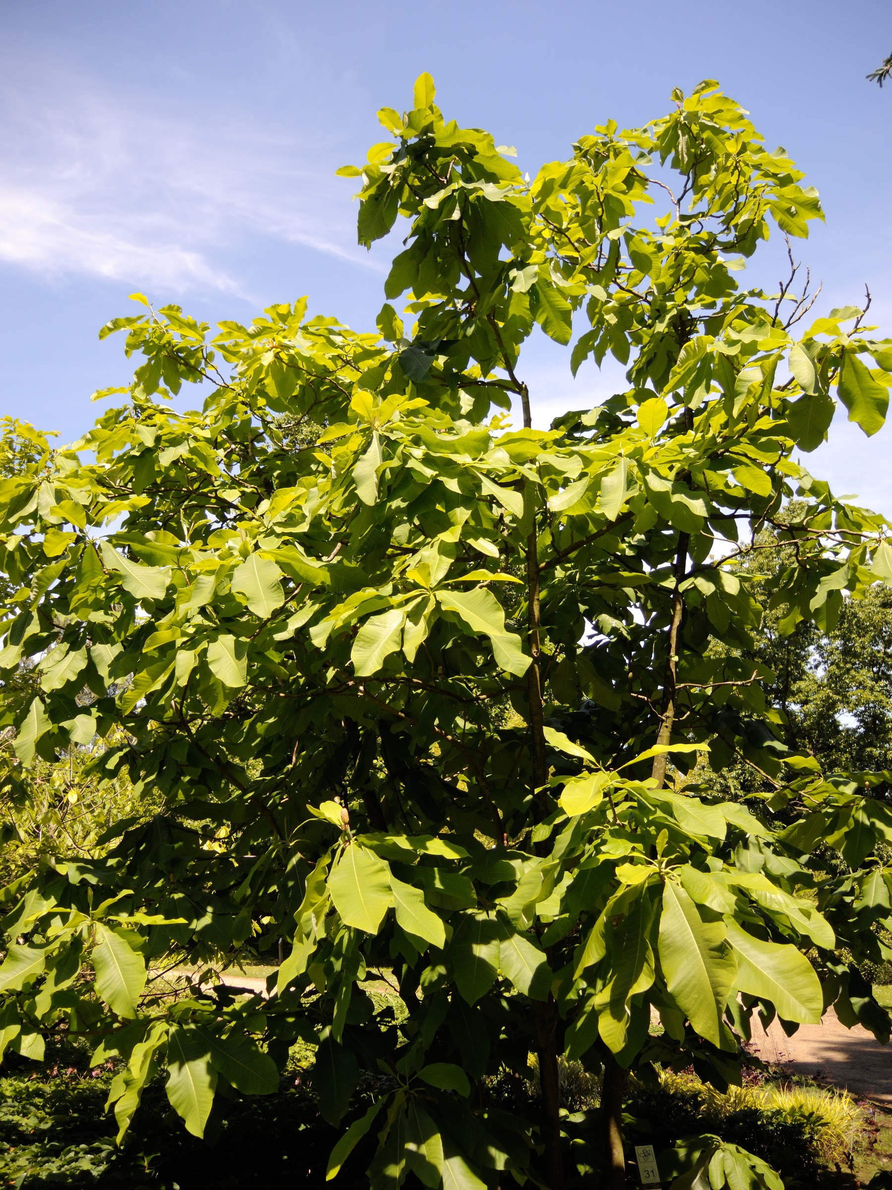 magnolia_tripetala1md