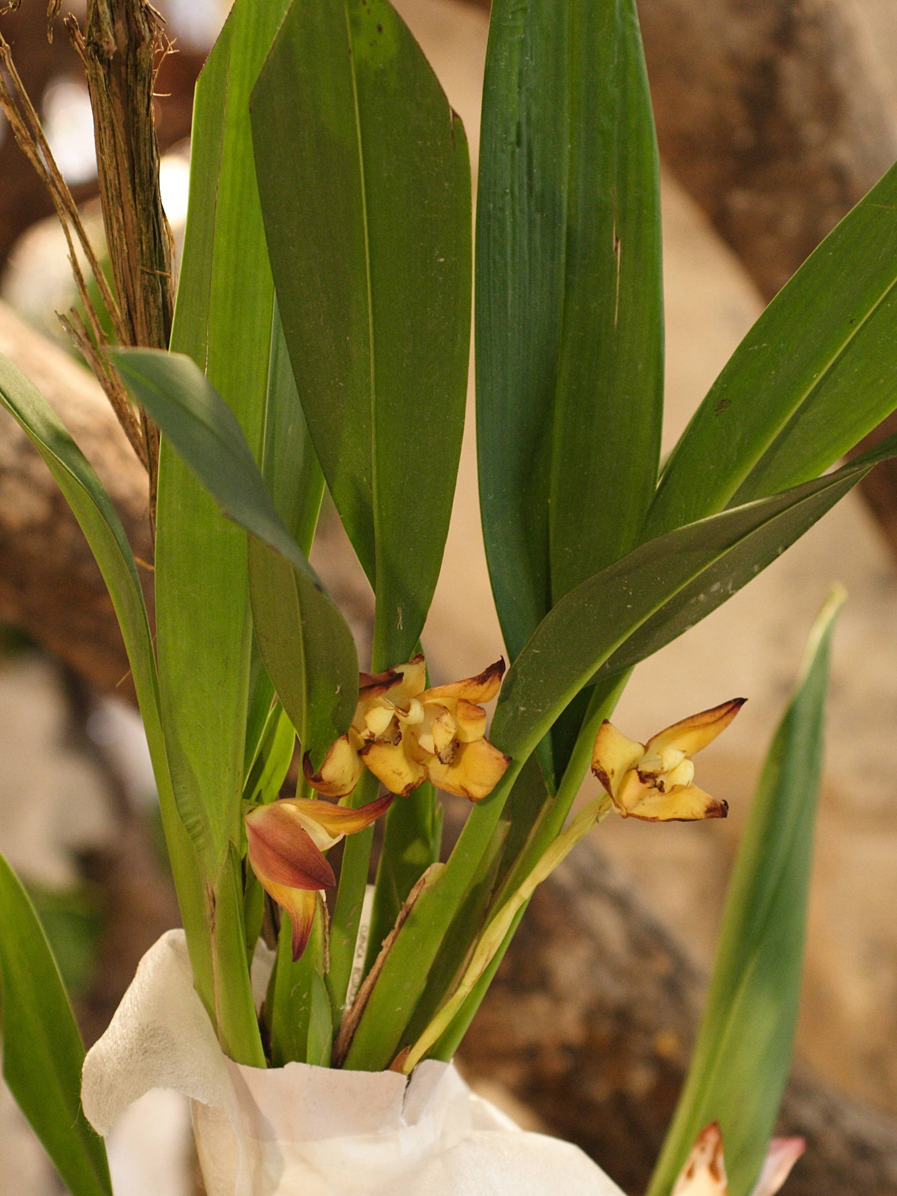 maxillaria_molitor1md